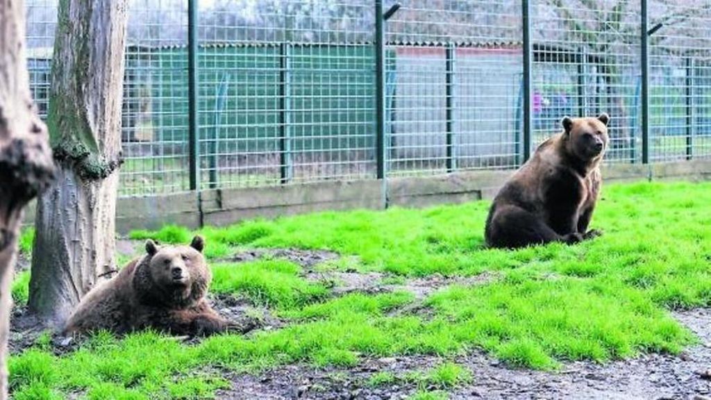 Luna y Ponderoso, los osos más famosos de León