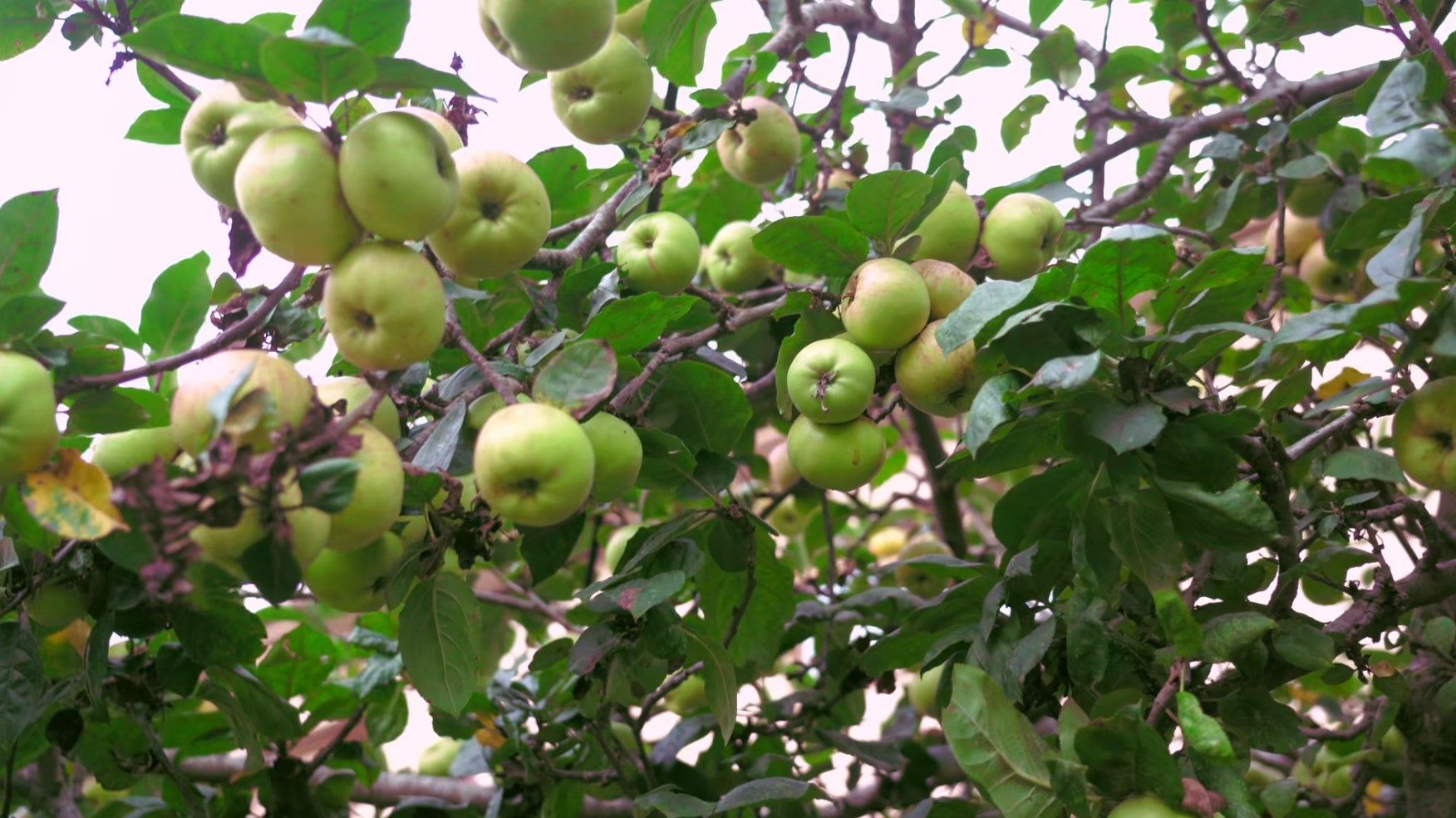 Manzanos de la comarca de la sidra en Asturias