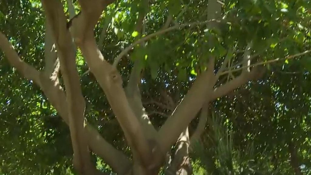 Árbol en Valencia