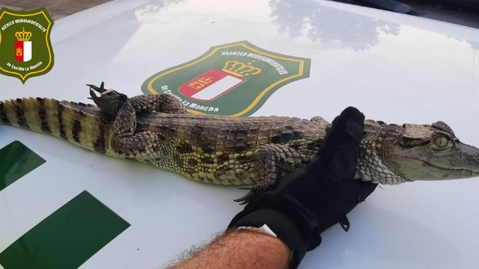 Caimán rescatado de un pantano de Almansa, Albacete