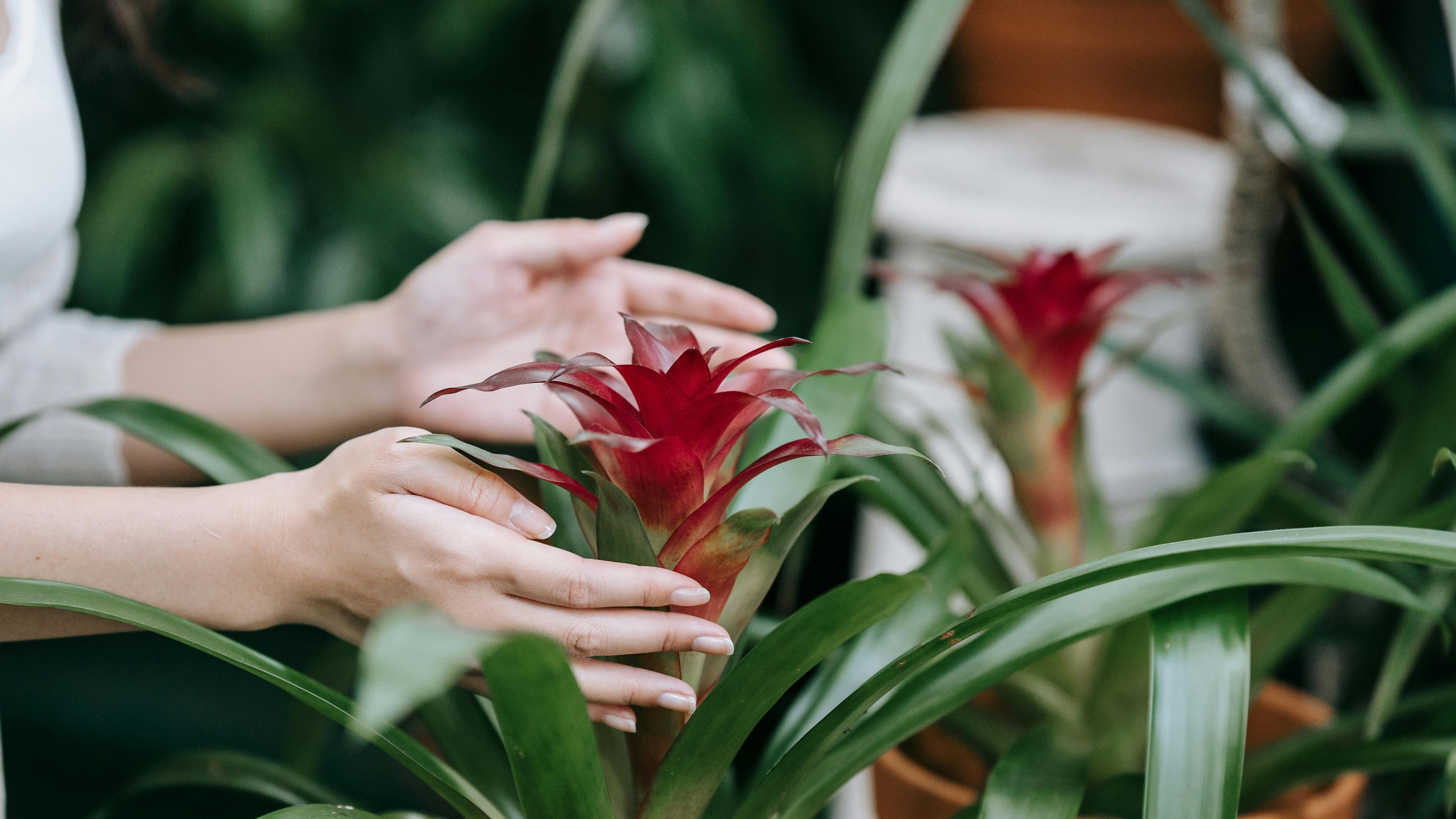 Bromelia. FUENTE: Pexels