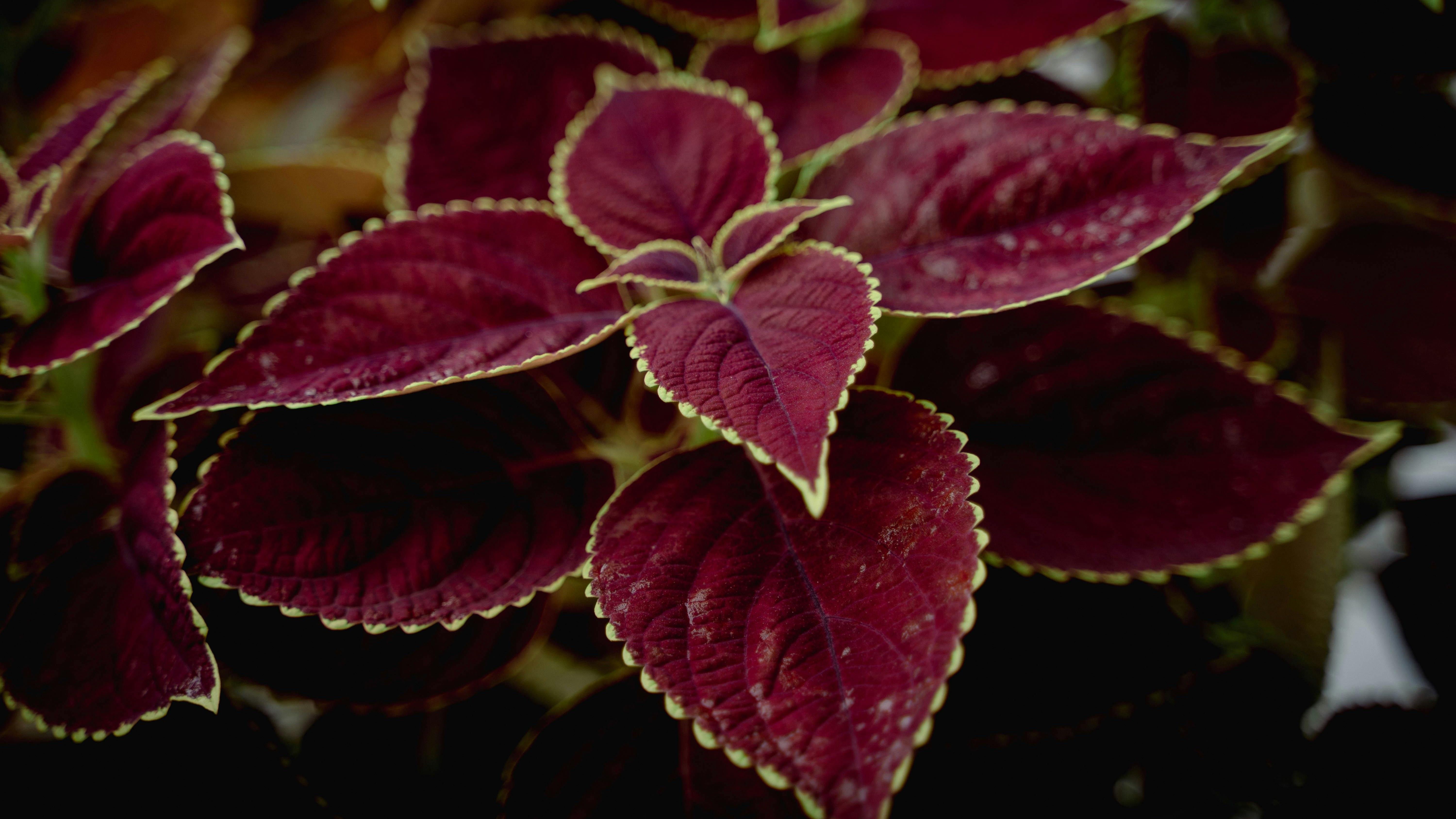 Coleus. FUENTE: Pexels