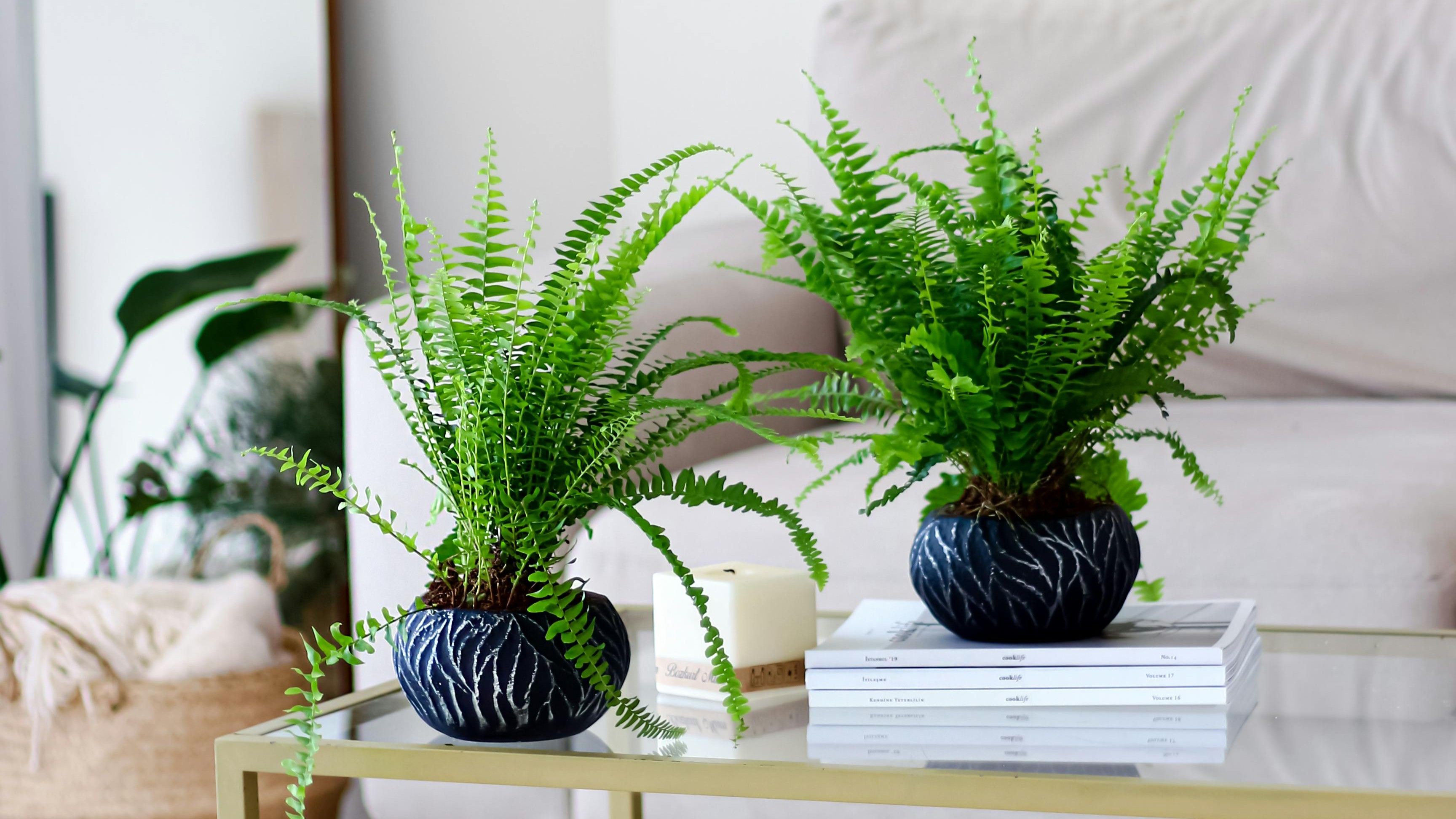 Helecho. FUENTE: Pexels