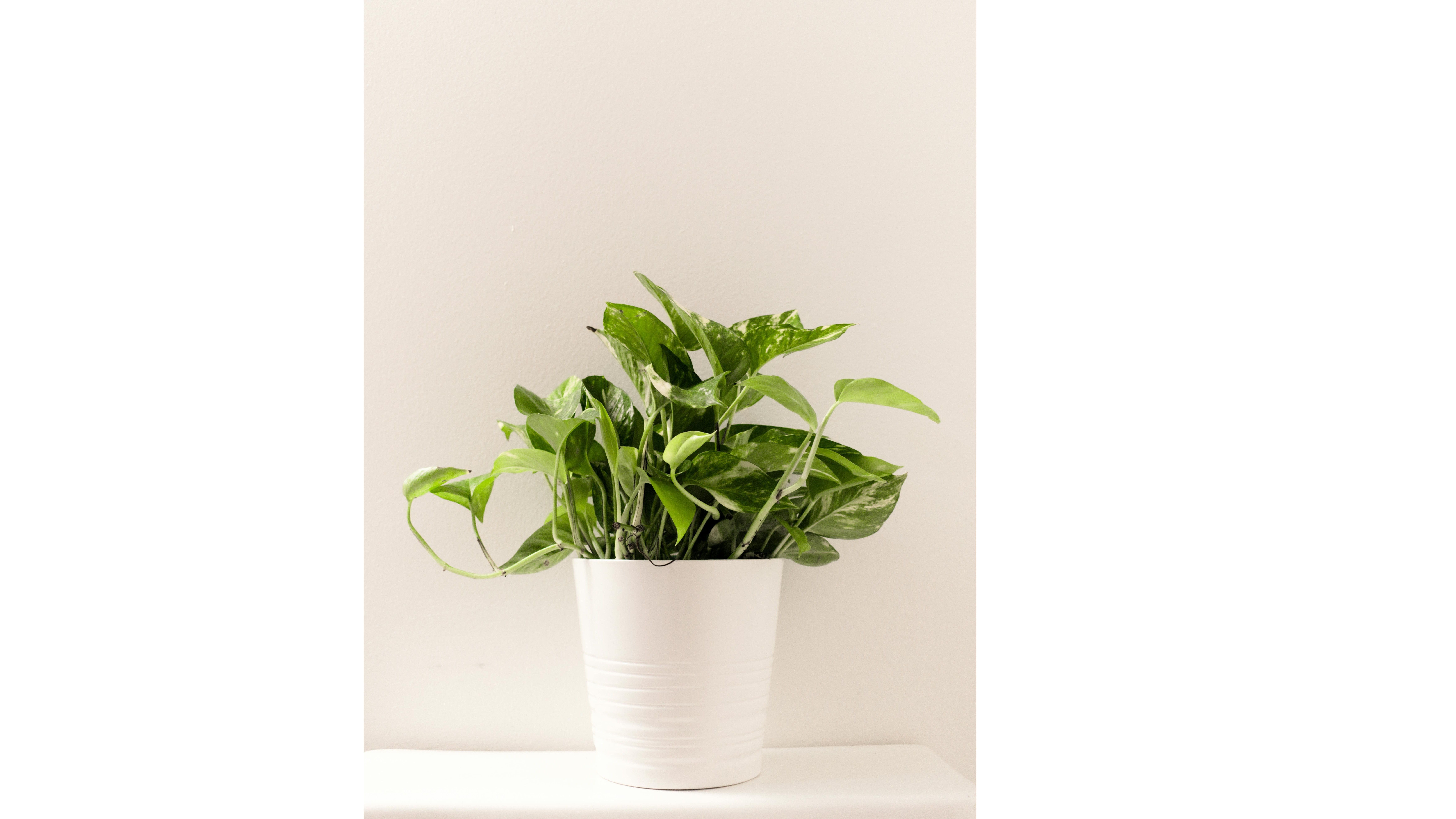 Poto. FUENTE: Pexels