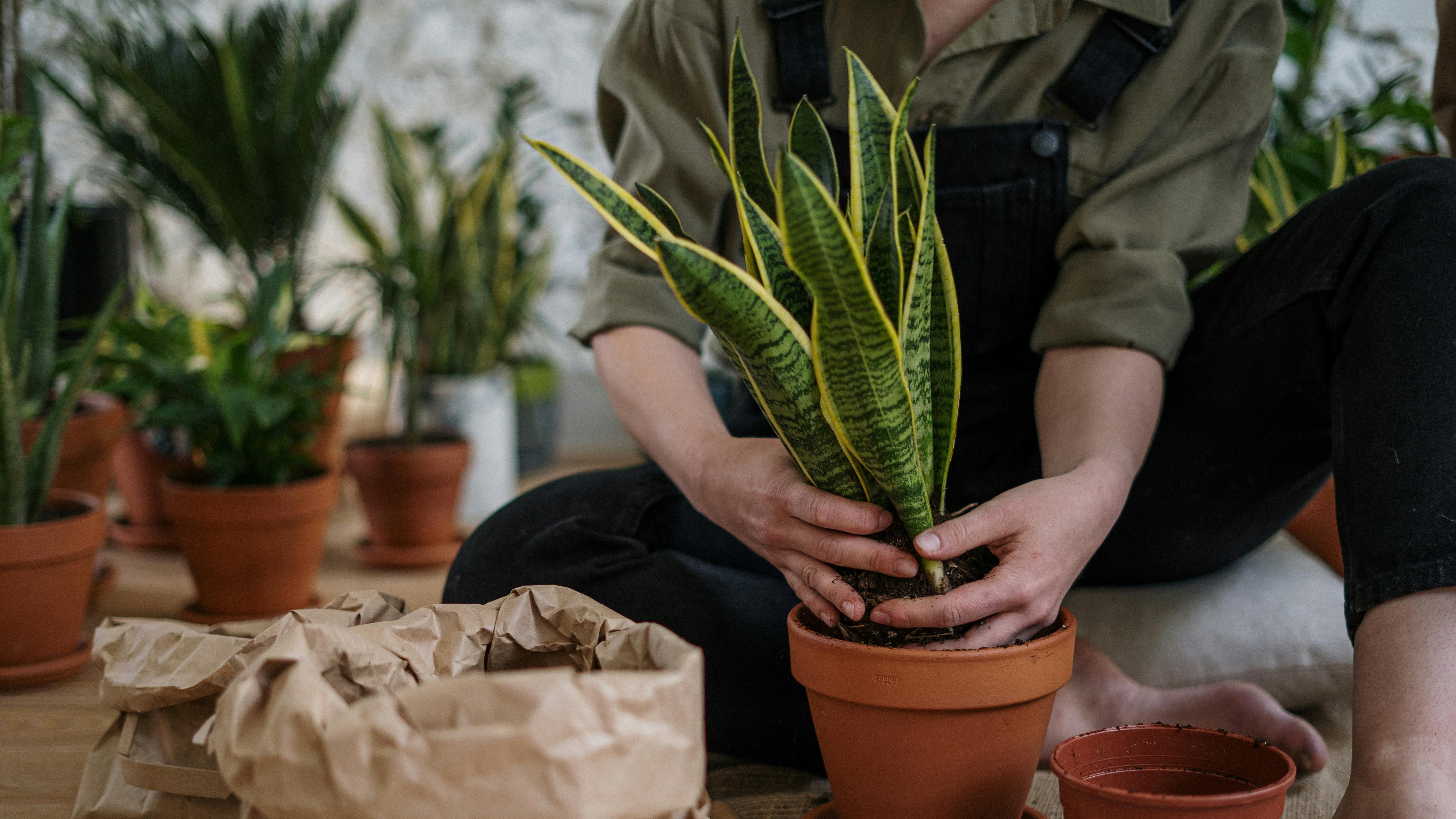 Sansevieria. FUENTE: Pexels