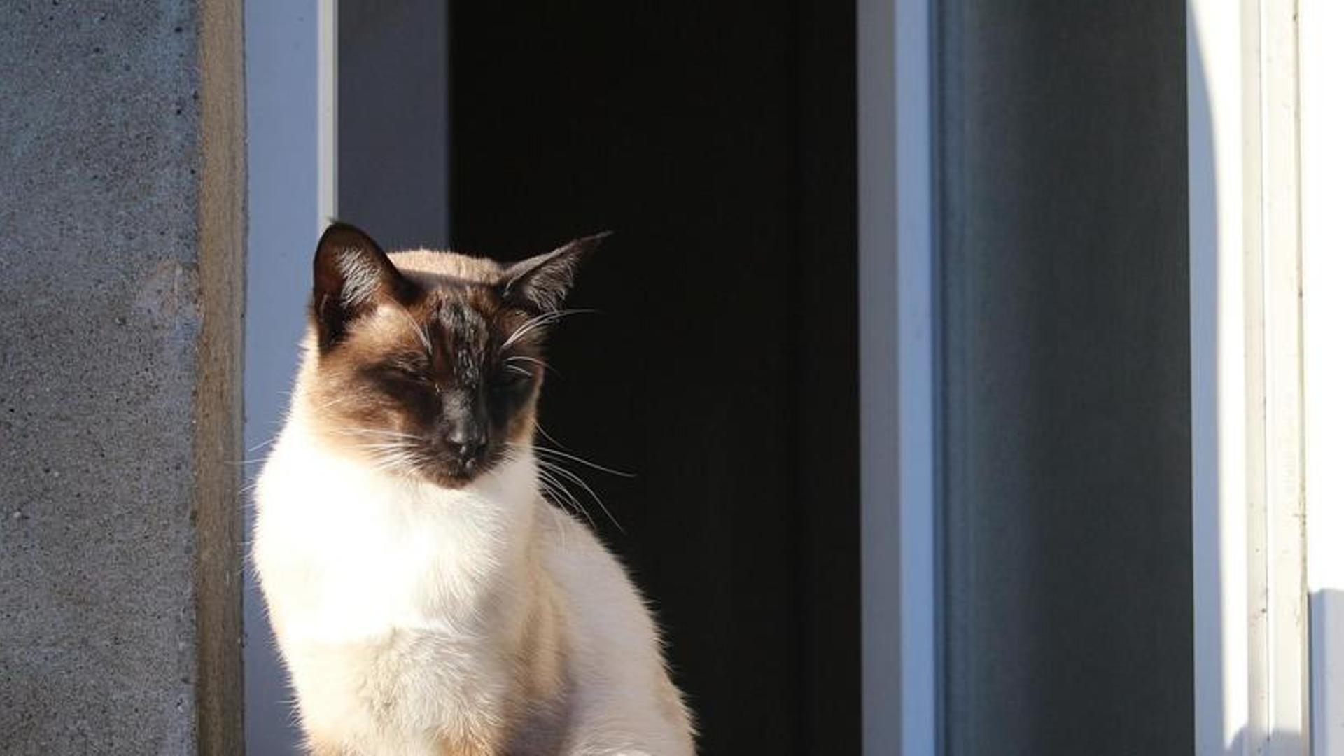 Detenida en Lleida una mujer por matar al gato de su vecina apaleándolo y tirándolo por el balcón de un cuarto piso