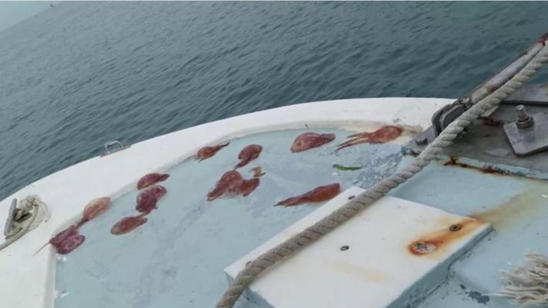 Los barrenderos del Mediterráneo: así limpian de contaminación, residuos y algas las playas de la costa granadina