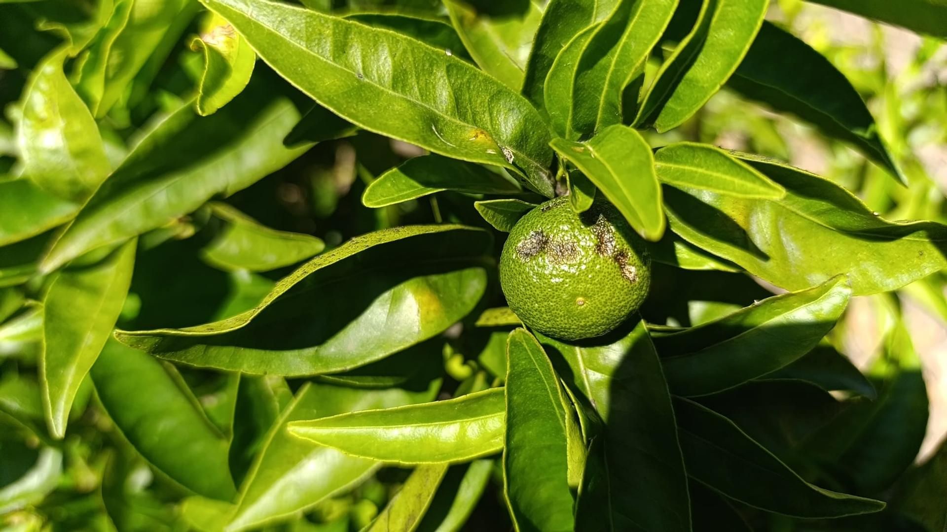 Los cítricos han sido los cultivos más afectados Los cítricos han sido los cultivos más afectados