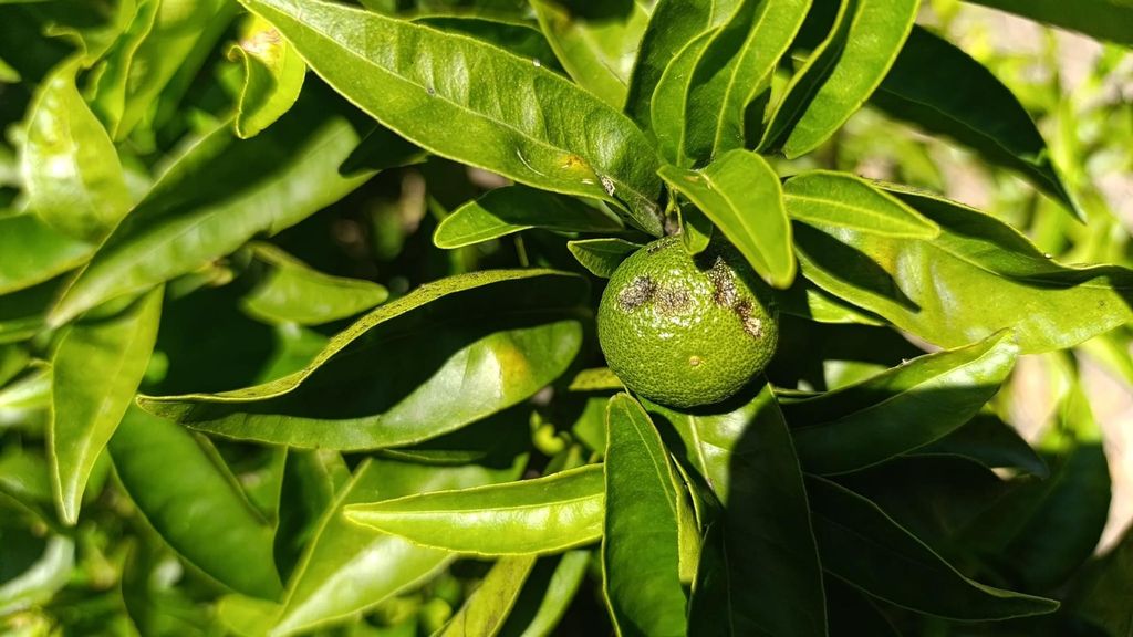 Los cítricos han sido los cultivos más afectados