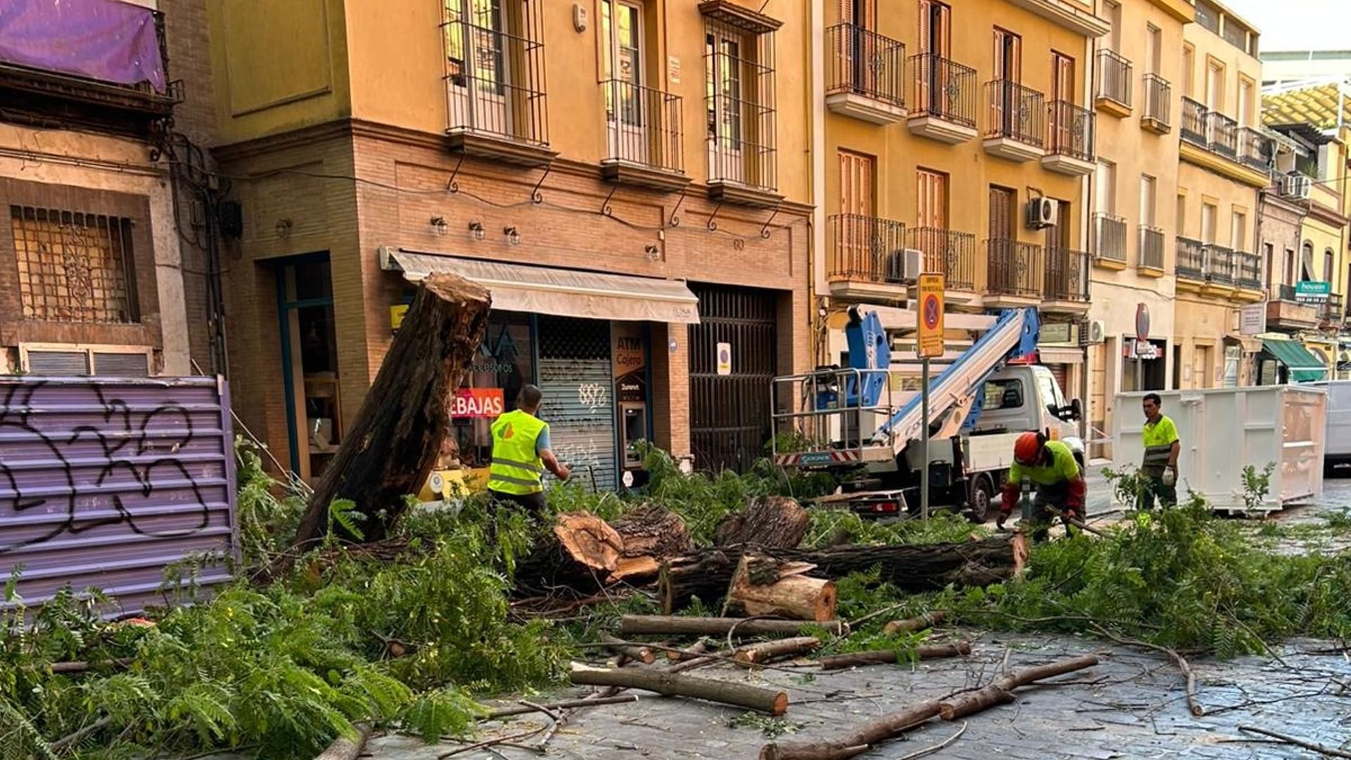 restos de la tala del árbol en el barrio de Triana, Sevilla