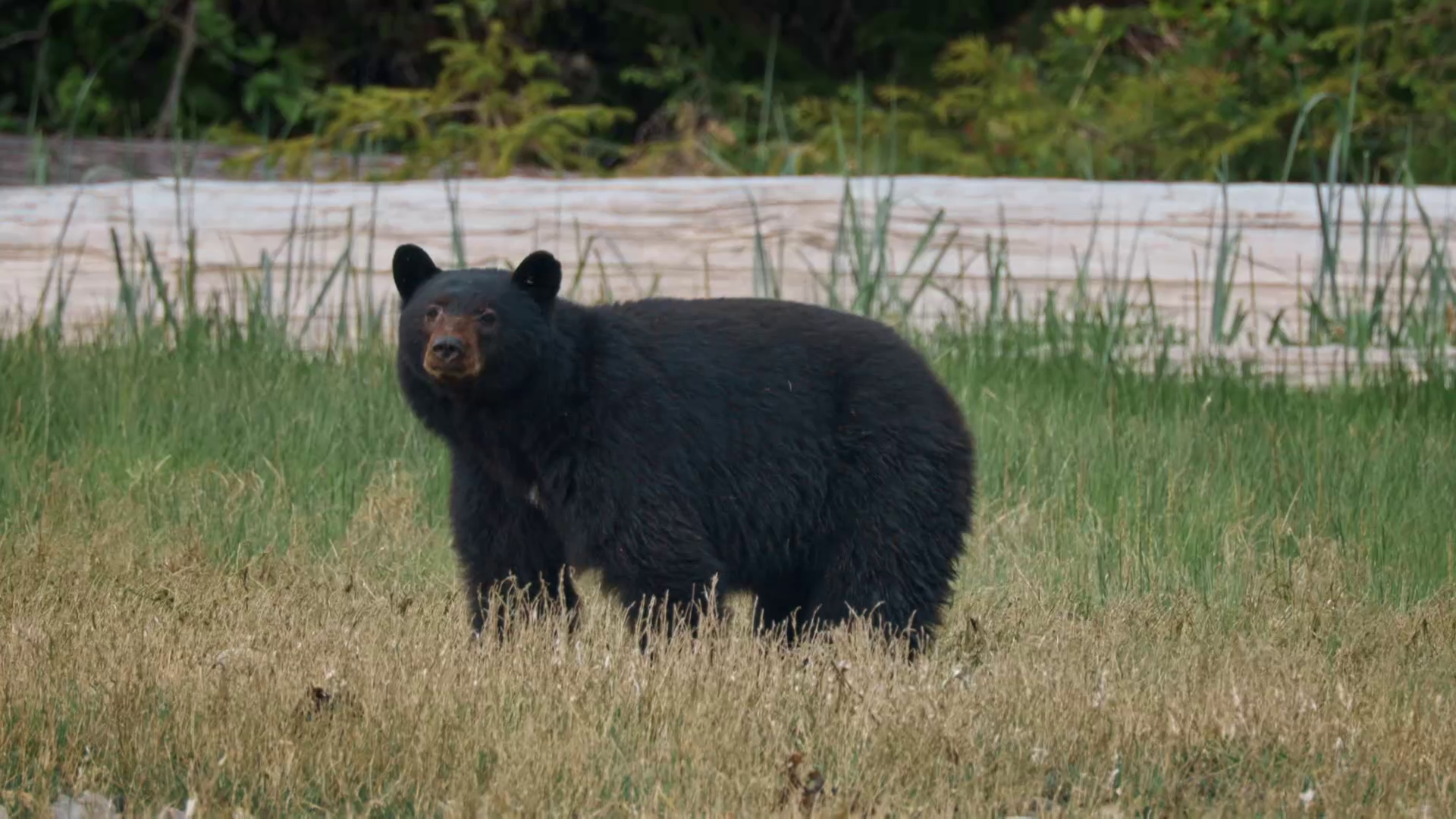 Un oso negro en Canadá