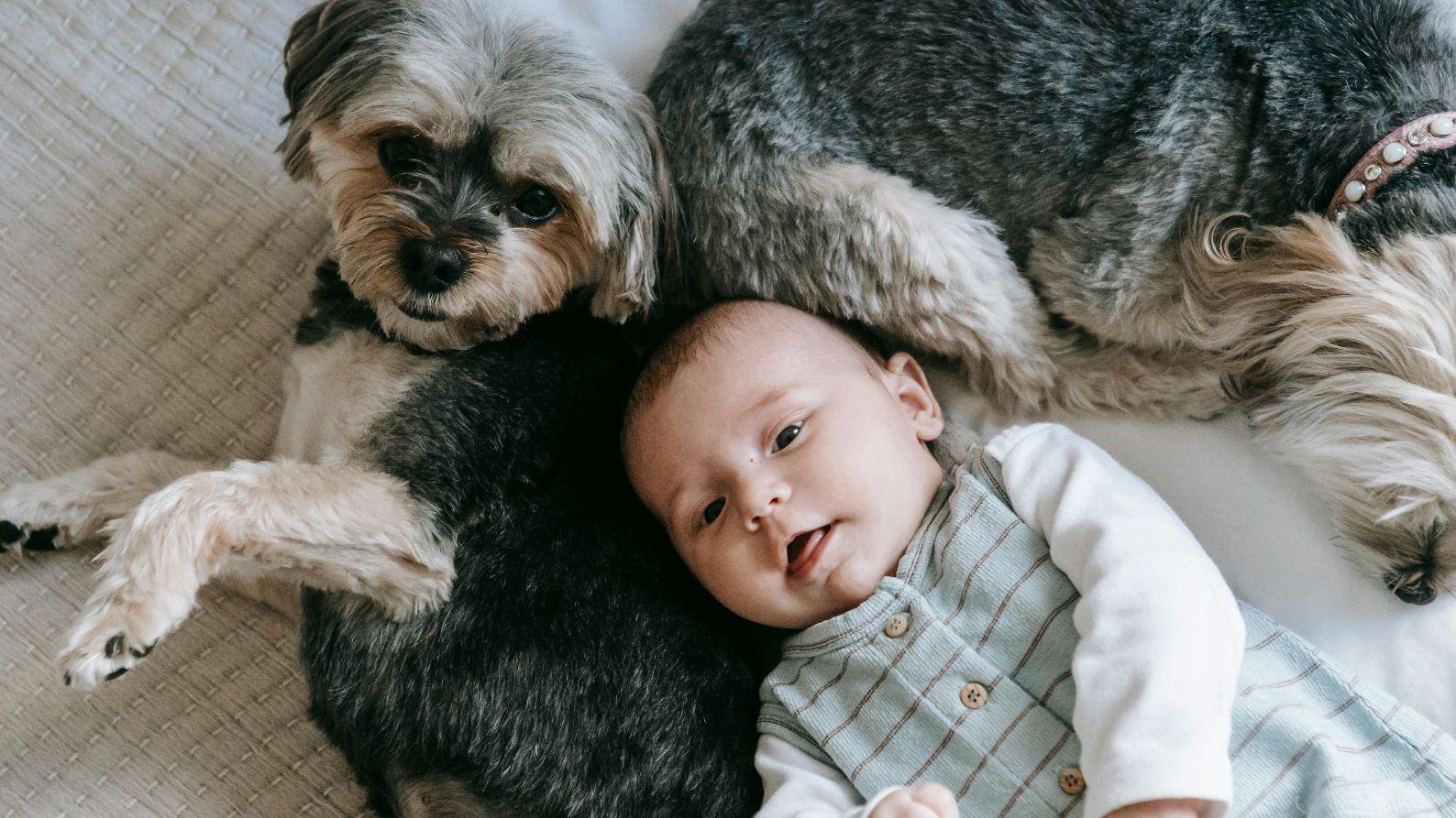Cómo se debe preparar a un perro para la llegada de un bebé