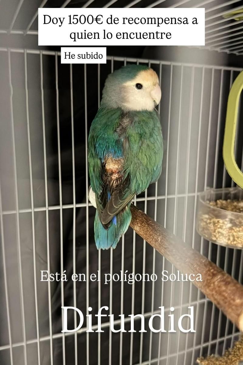 El anuncio y recompensa que Inma Campano ha ofrecido para recuperar a su pájaro