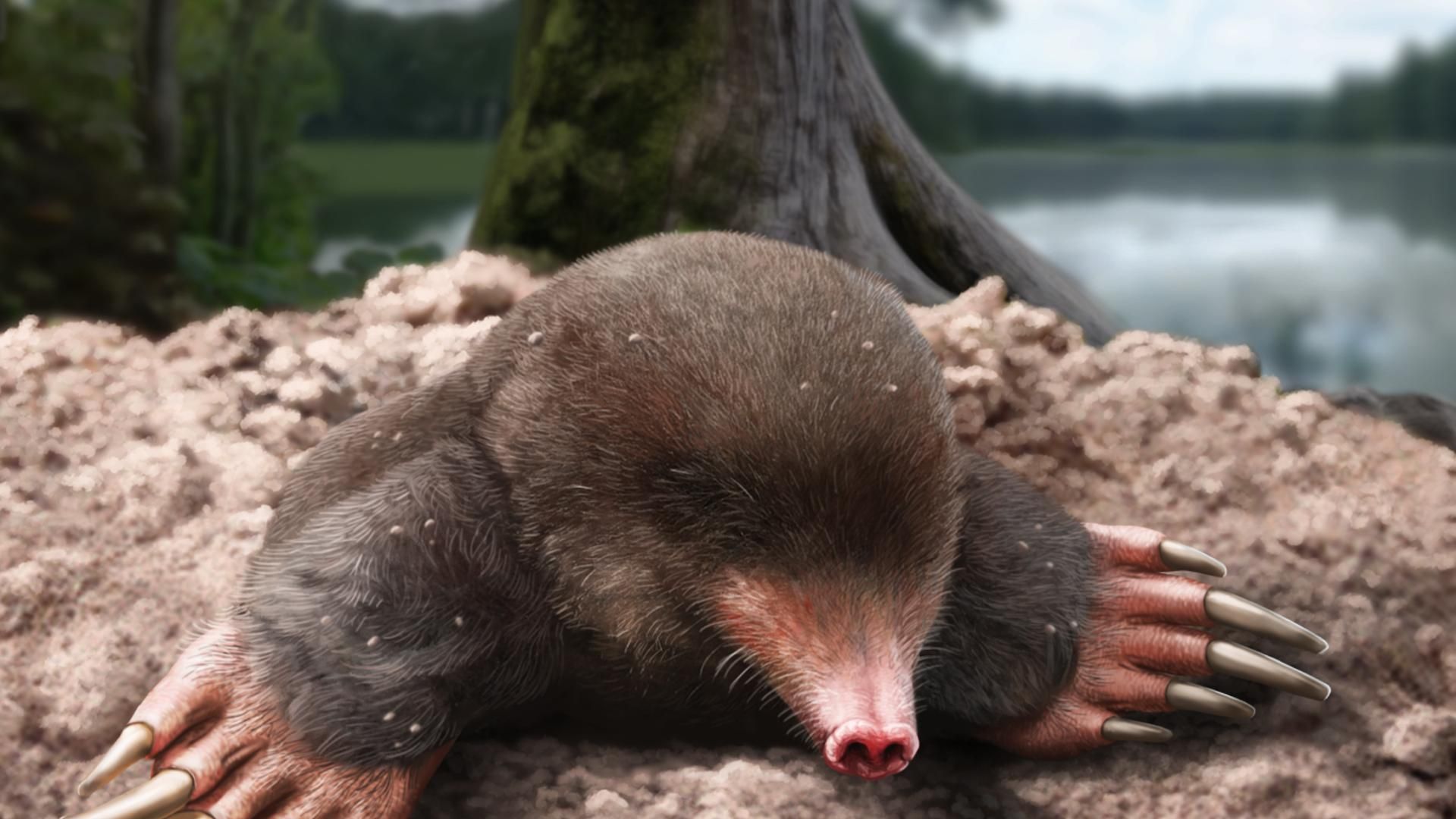 El 'excavador del volcán', una especie de topo de más de 3,5 millones descubierta en Girona El 'excavador del volcán', una especie de topo de más de 3,5 millones descubierta en Girona