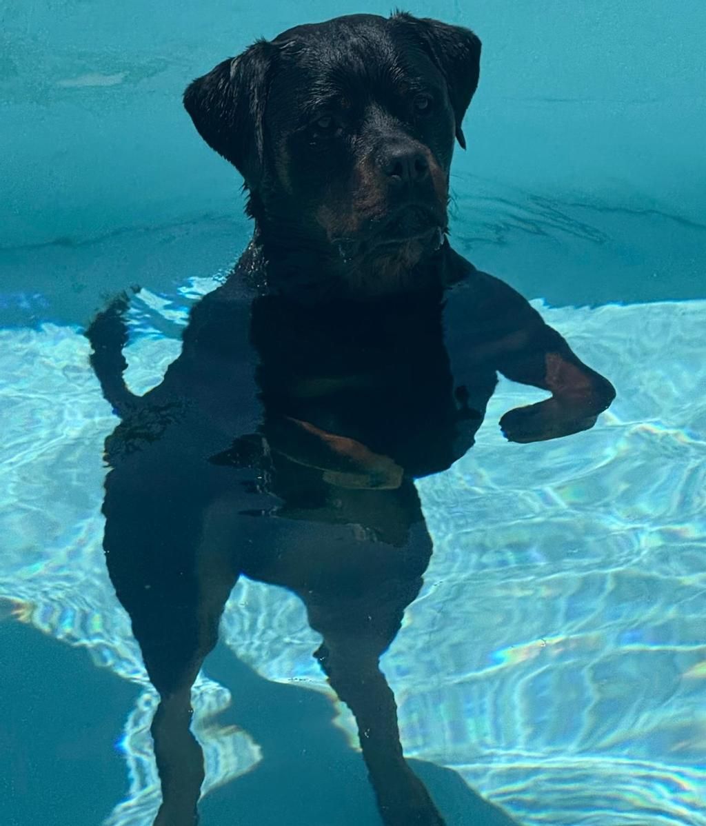 El perro de Sofía Suescun, uno de sus compañeros de vida