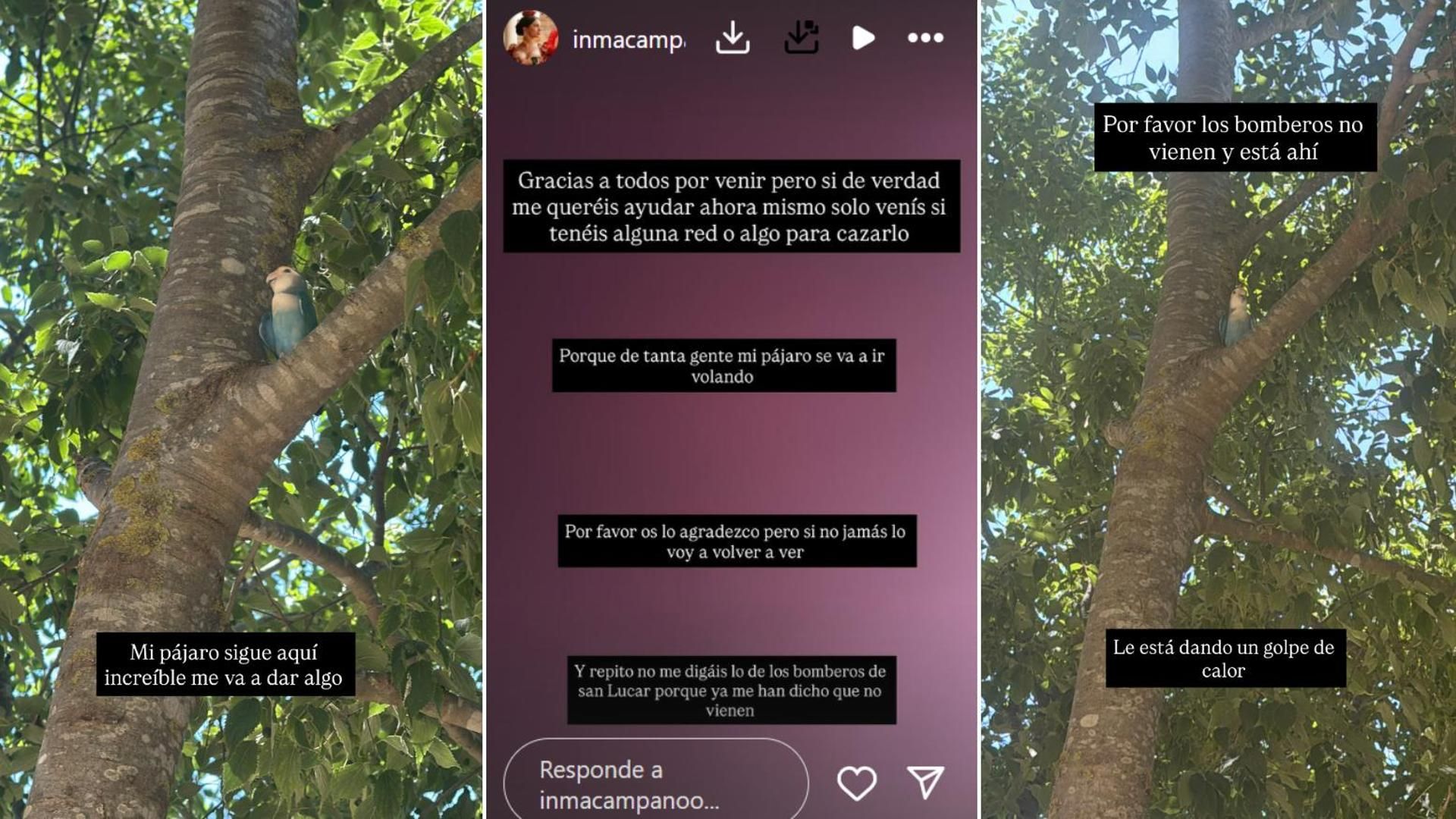 Inma Campano pide expertos para capturar a su pájaro antes de que sea demasiado tarde