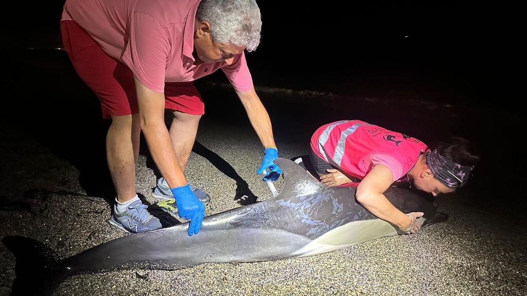 Momento en el que los profesionales de Equinac Almería sedan al animal enfermo varado en la playa