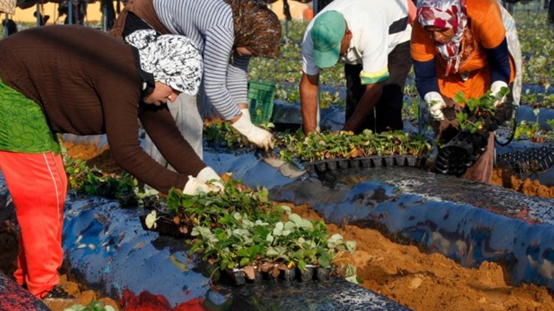 Trabajadores extranjeros, imprescindibles en las labores agrícolas en España.