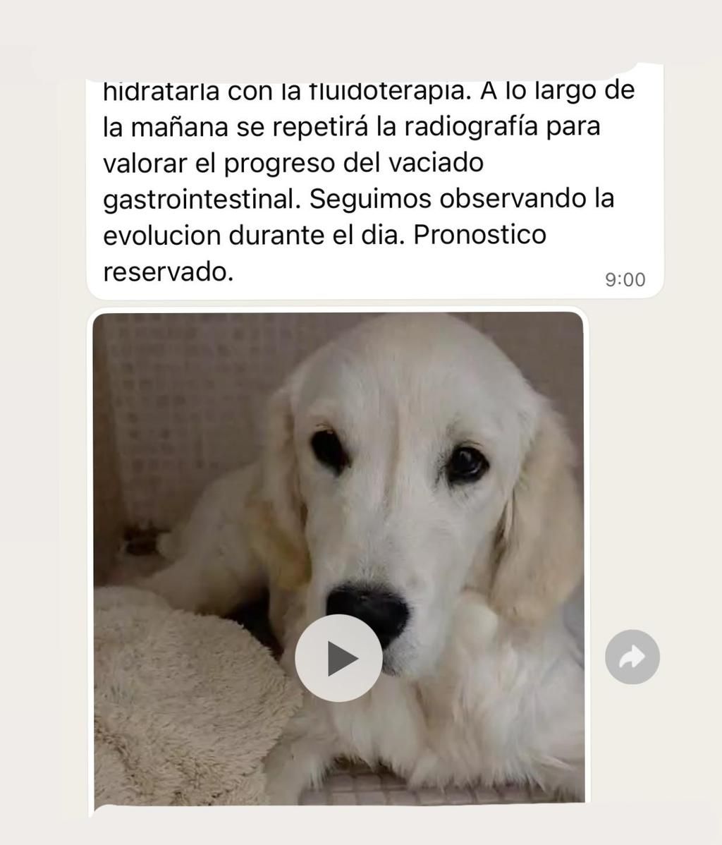 Alba Díaz comparte la conversación que ha tenido esta mañana con su veterinaria