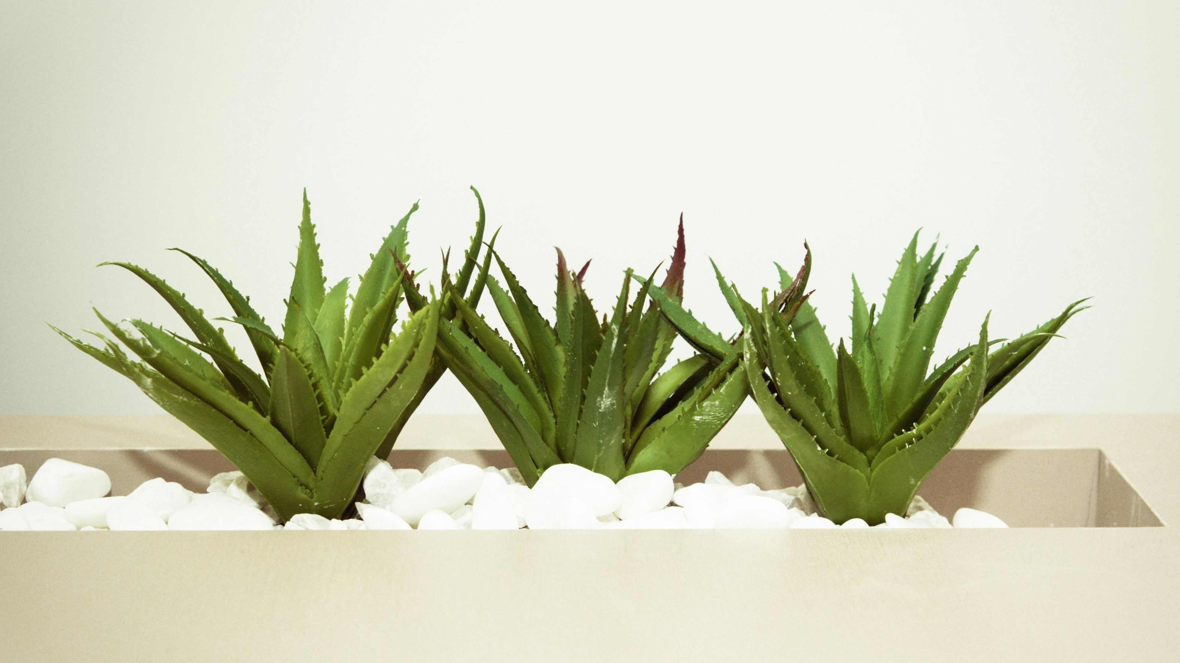 Aloe vera. FUENTE: Pexels