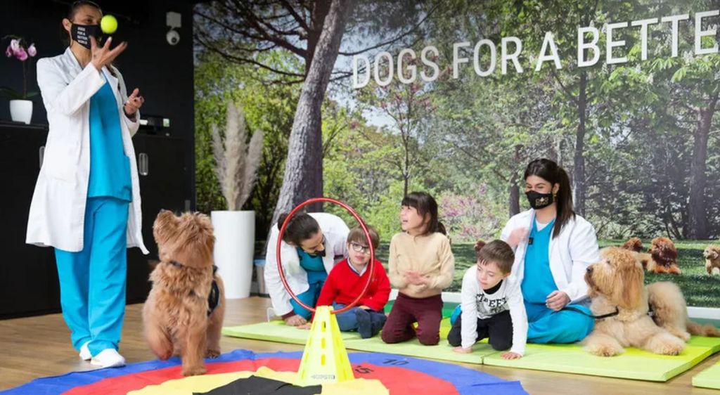 australian cobberdog