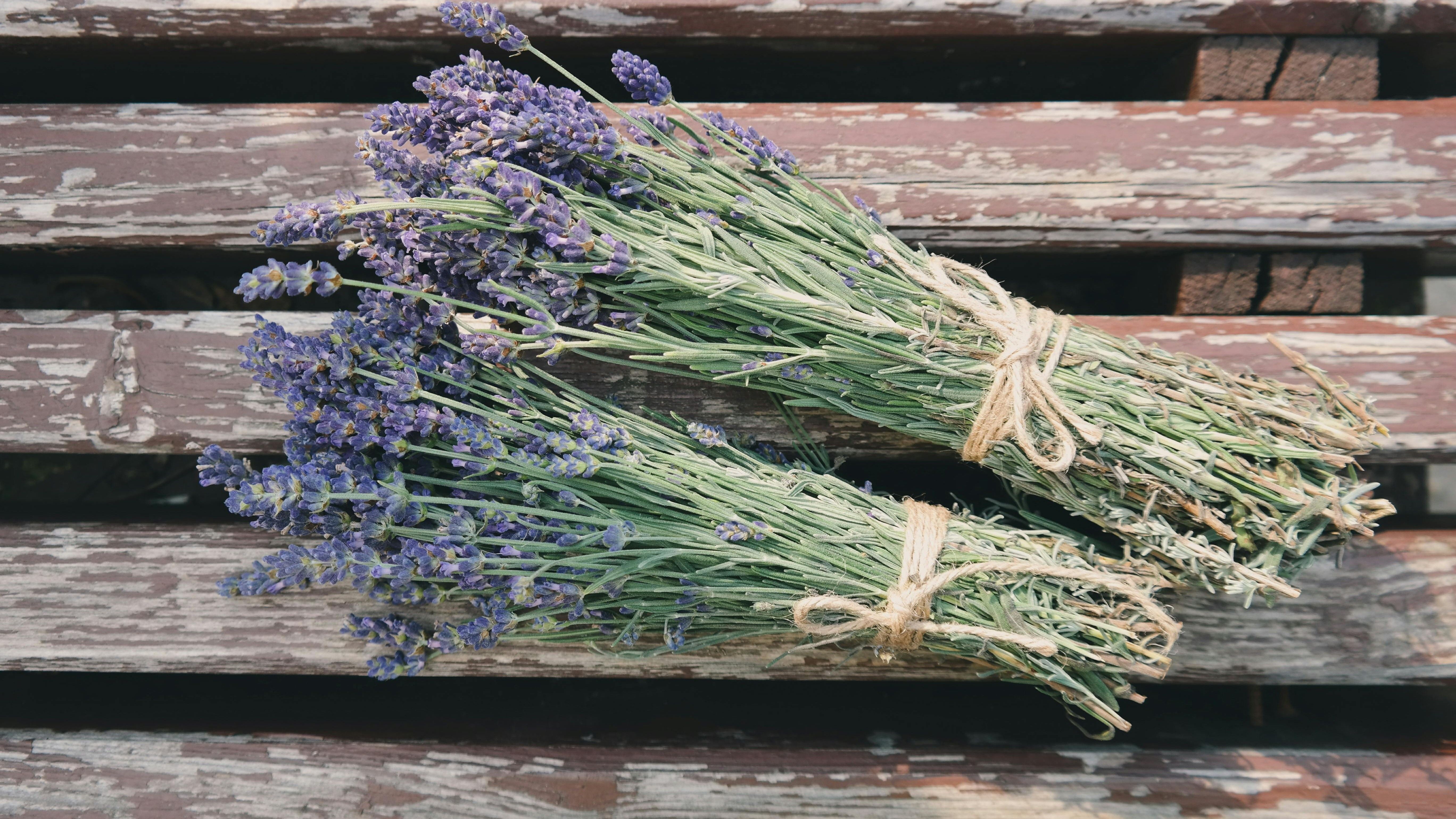 La lavanda es una planta relajante. FUENTE: Pexels