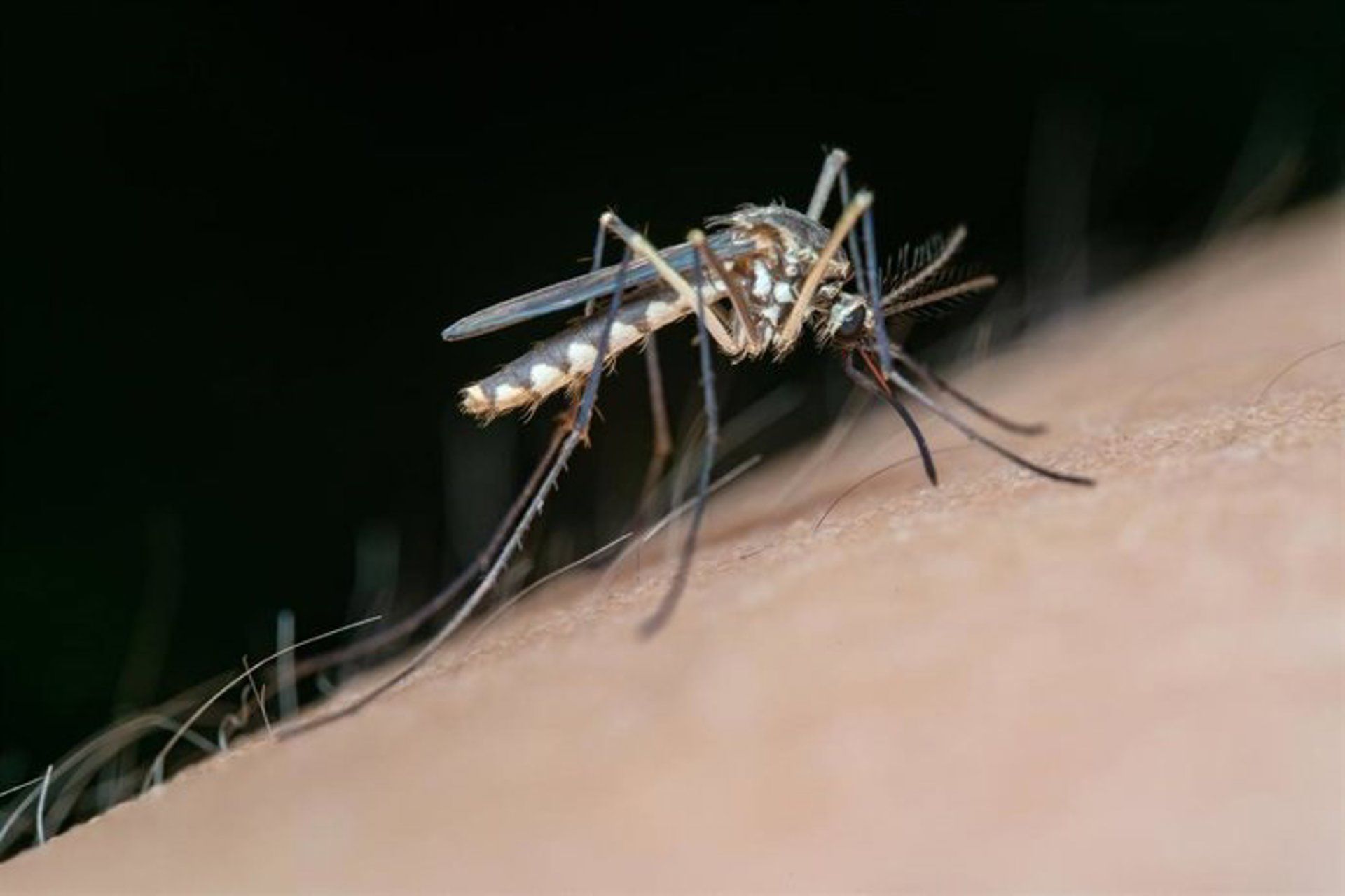 Un ejemplar de mosquito, vector de transmisión del virus del Nilo occidental