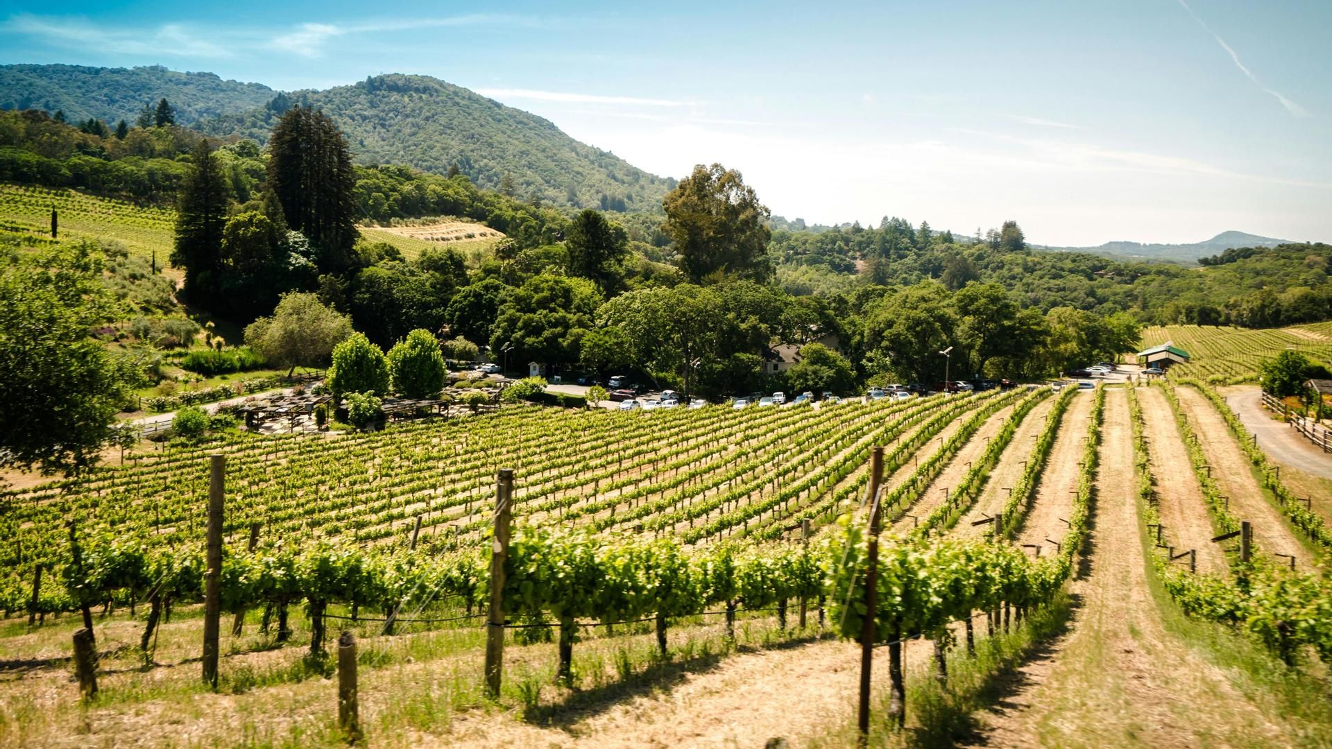 vinedo bodega trent erwin unsplash