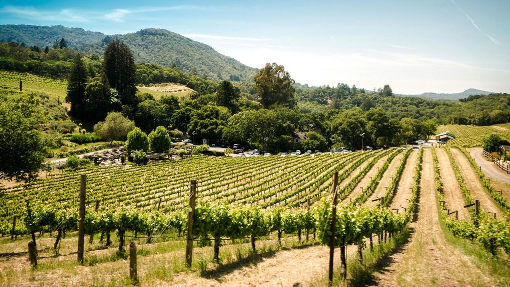 vinedo bodega trent erwin unsplash