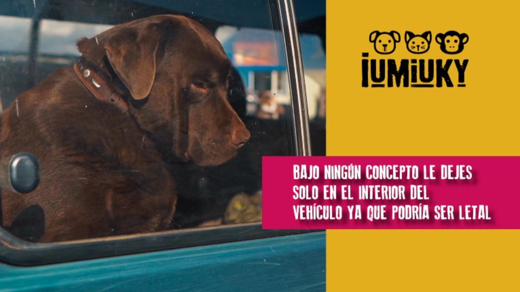 P275 - Viajar con tu peludo Iumiuky Temporada 3 Programa 275