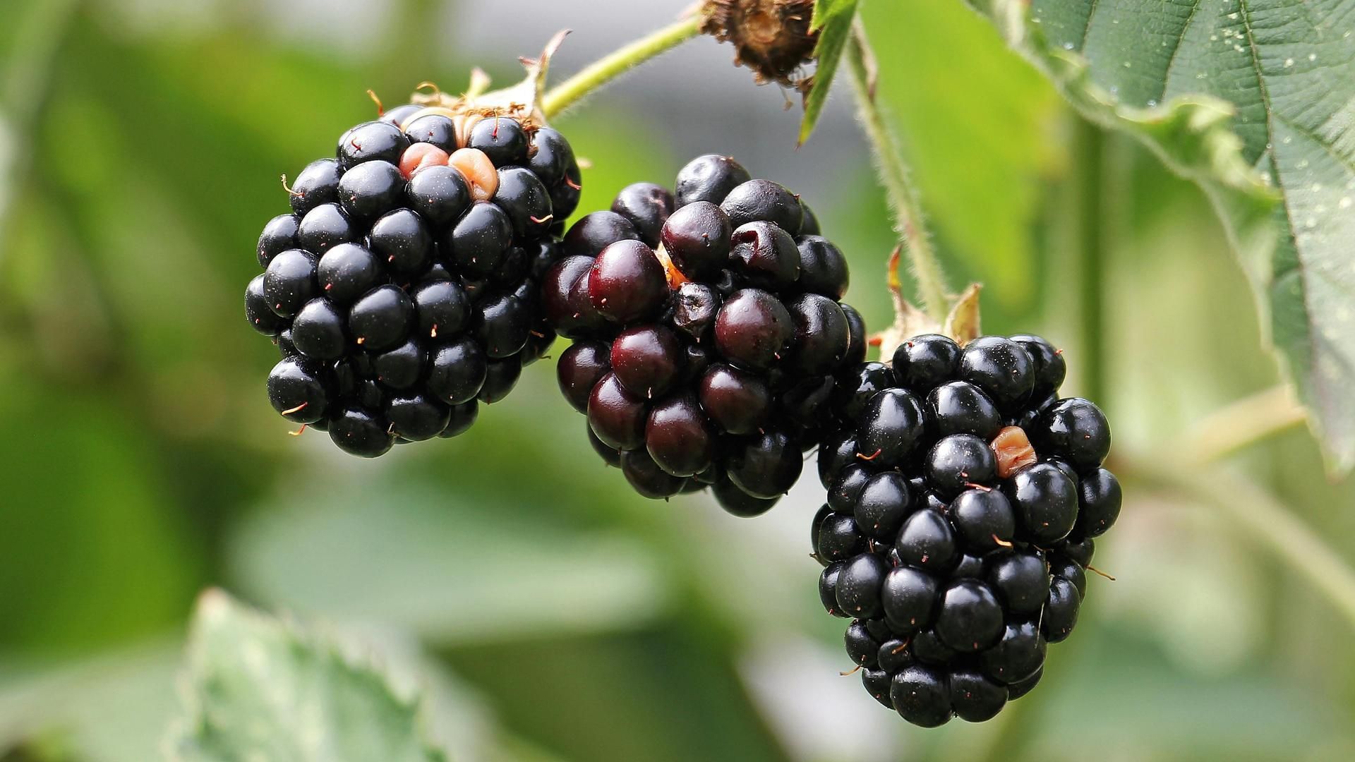 Moras