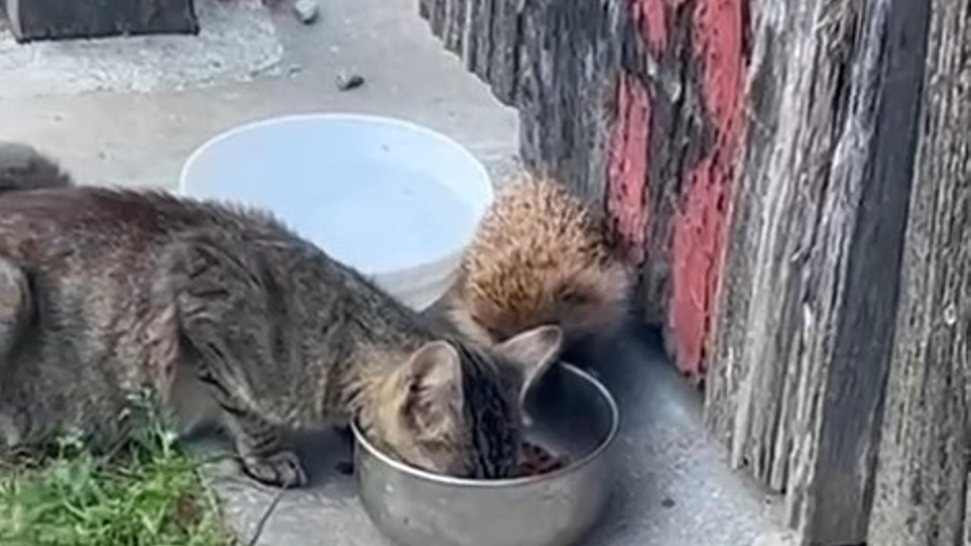 Un puercoespín se come la comida de los gatos