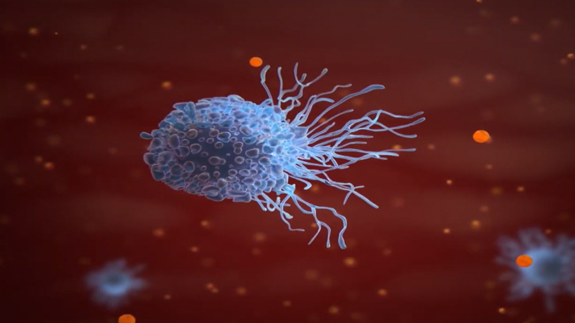 Una bacteria intestinal está detrás de la aterosclerosis, la causa de los infartos y los ictus Una bacteria intestinal está detrás de la aterosclerosis, la causa de los infartos y los ictus