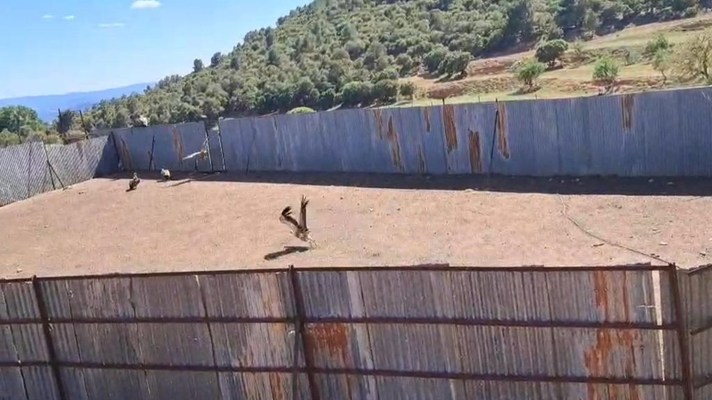 Bandadas de buitres atacan al ganado en la comarca valenciana de Los Serranos