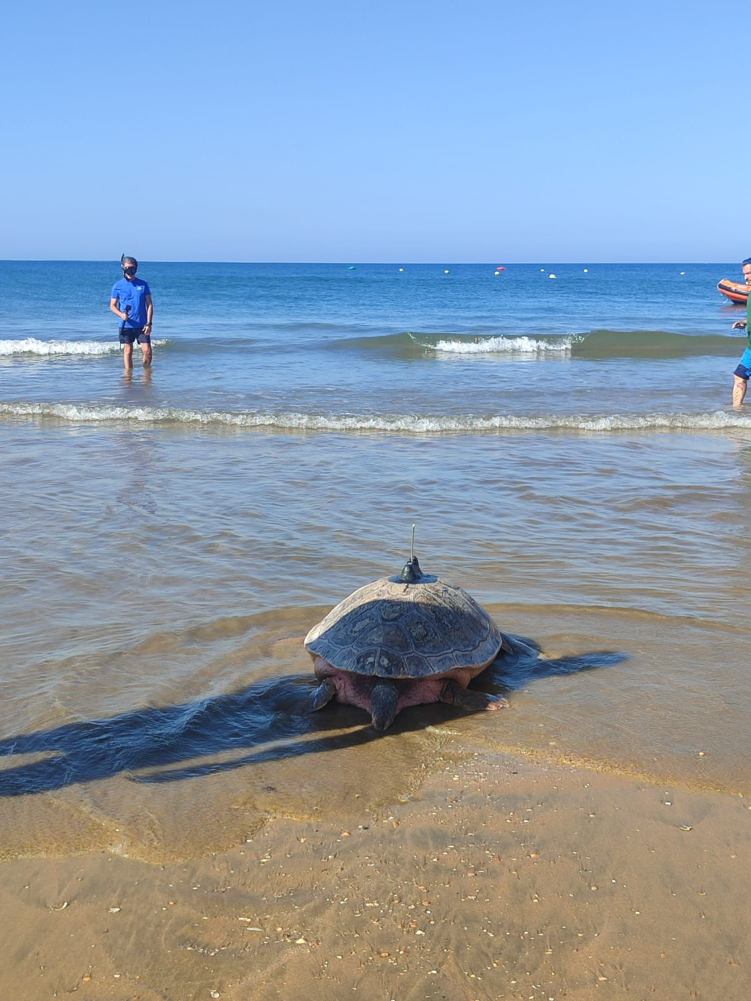 Donatello regresa a casa desde la playa de Punta Umbría, Huelva
