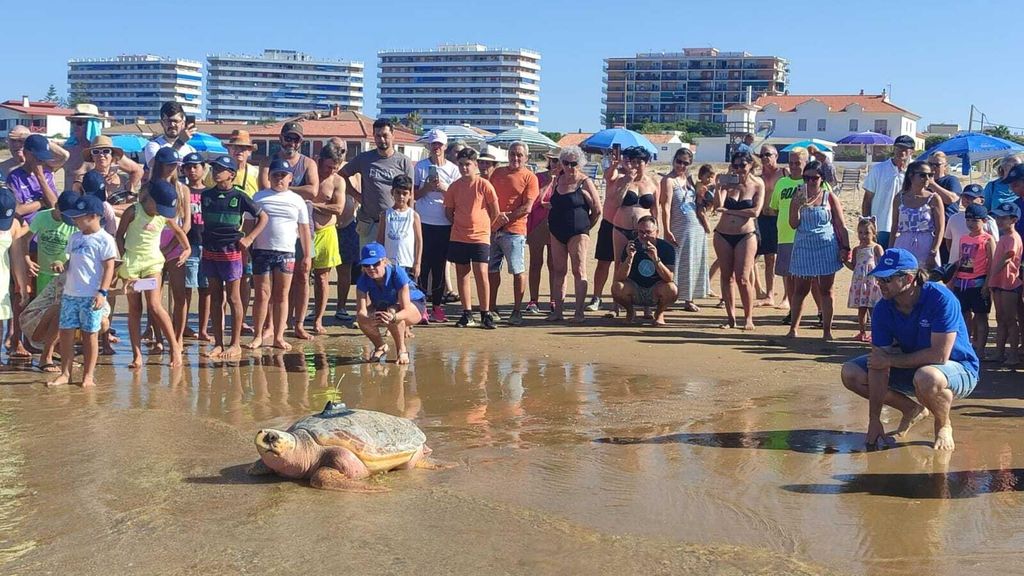 La tortuga 'Donatello' vuelve a casa en Punta Umbría un año después de ser rescatada por pescadores