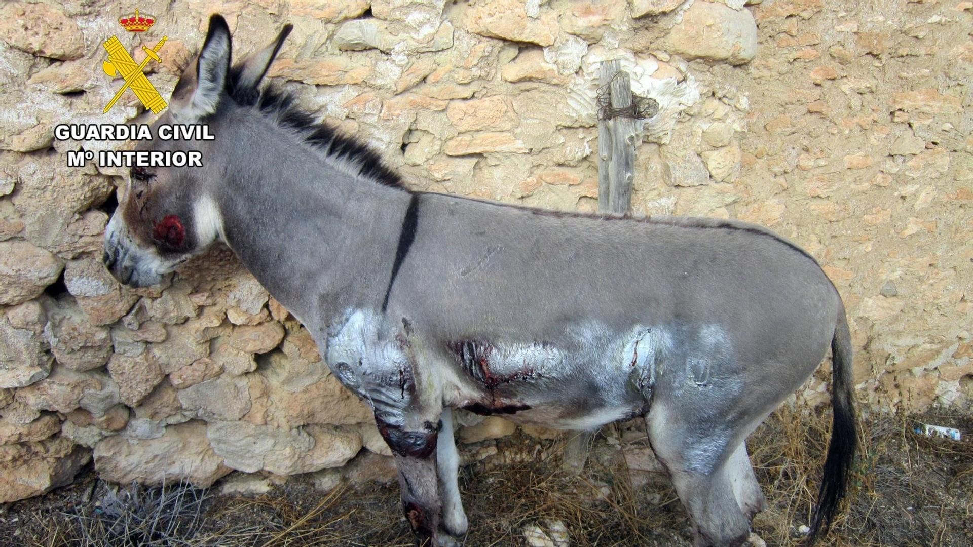 Imagen de las lesiones ocasionadas al burro de Moratalla, Murcia