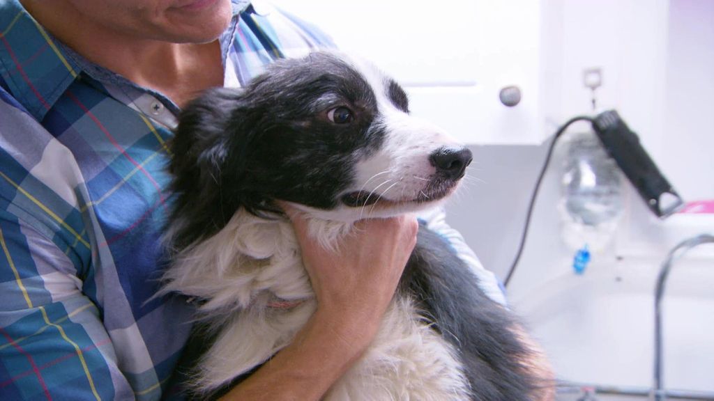P8 - El valiente Jimmy Veterinario en la ciudad Temporada 1 Programa 8