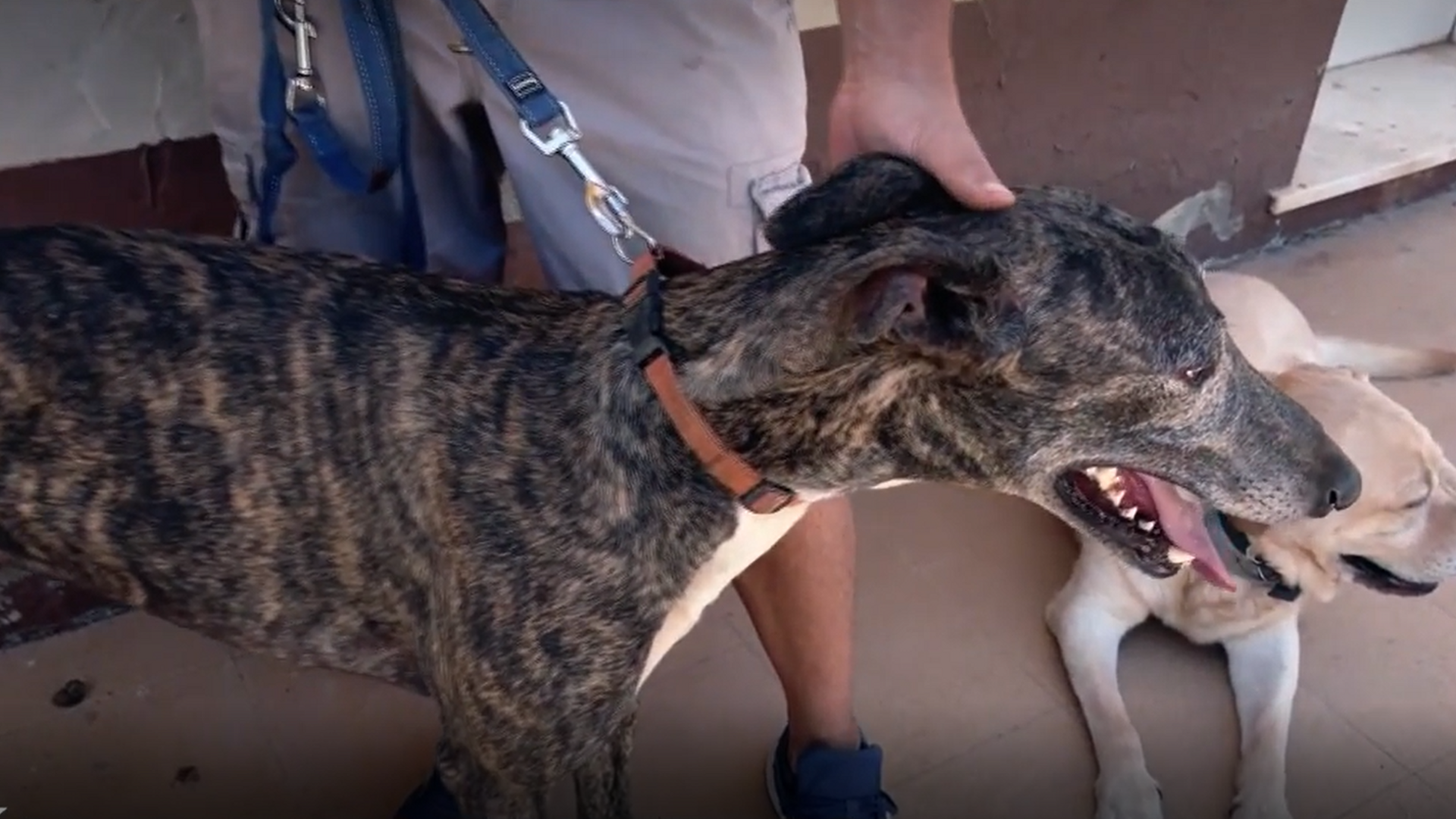 En la Fundación Benjamín, ubicada en Sevilla, se encuentran actualmente más de 500 perros rescatados, la mayoría galgos