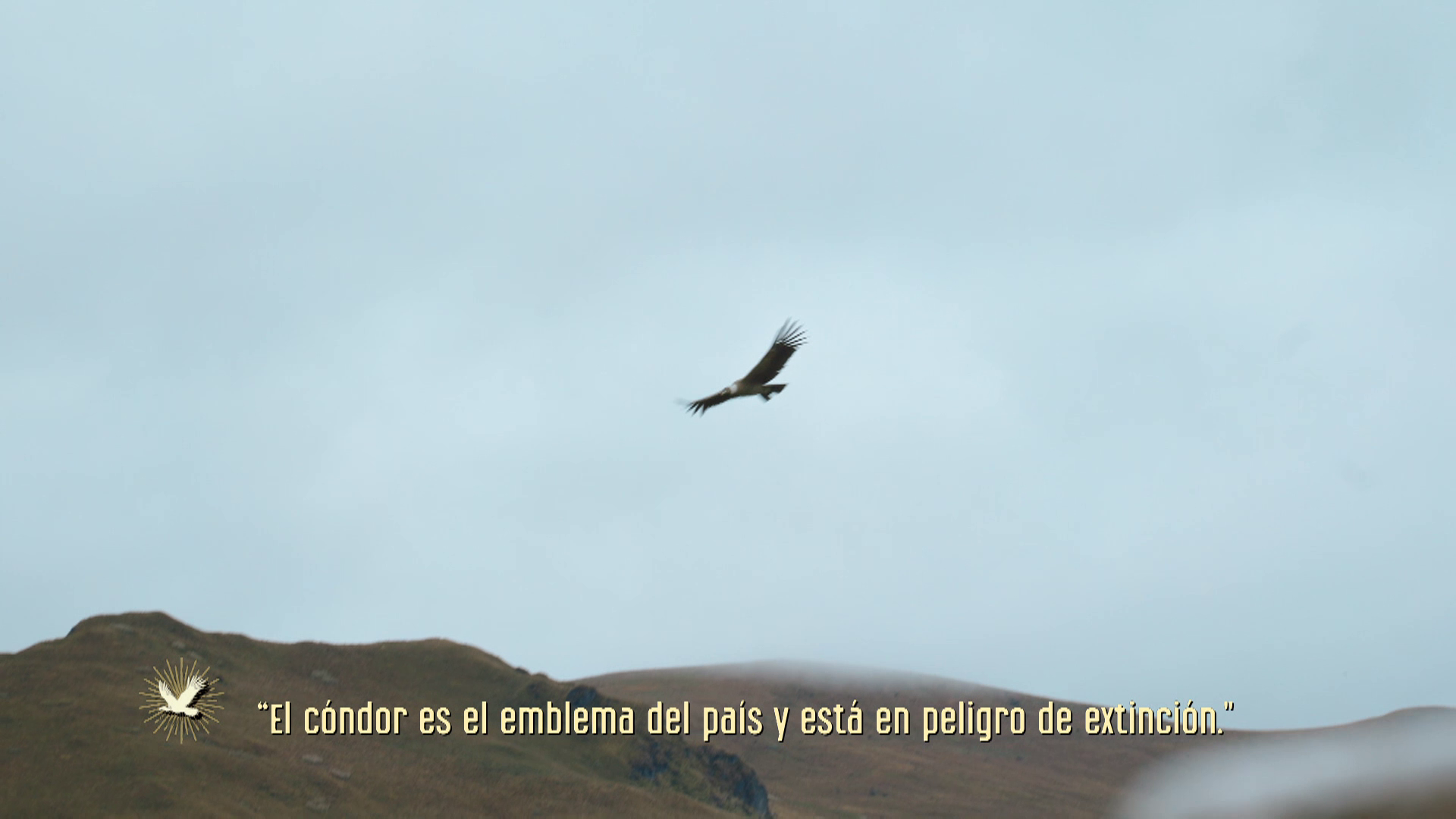 El equipo de 'Río salvaje' capta un cóndor en Ecuador