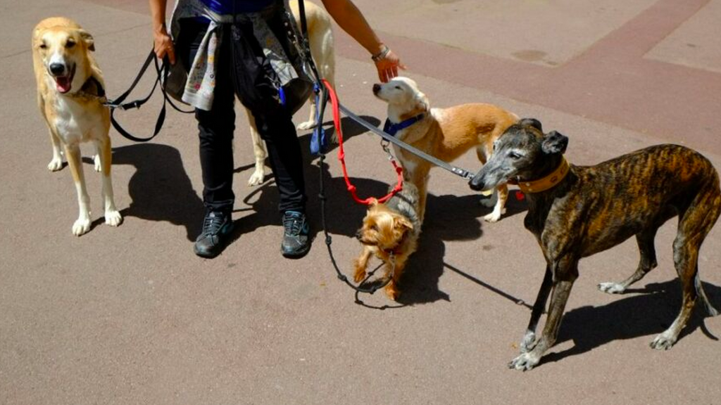 Imagen de archivo de perros en Barcelona