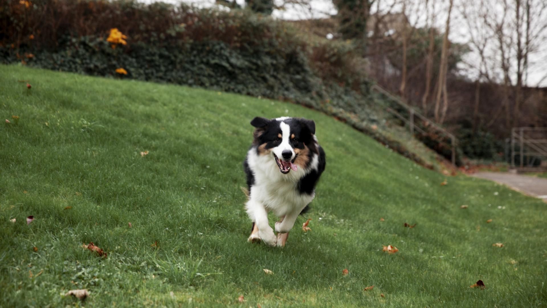 Perro corriendo