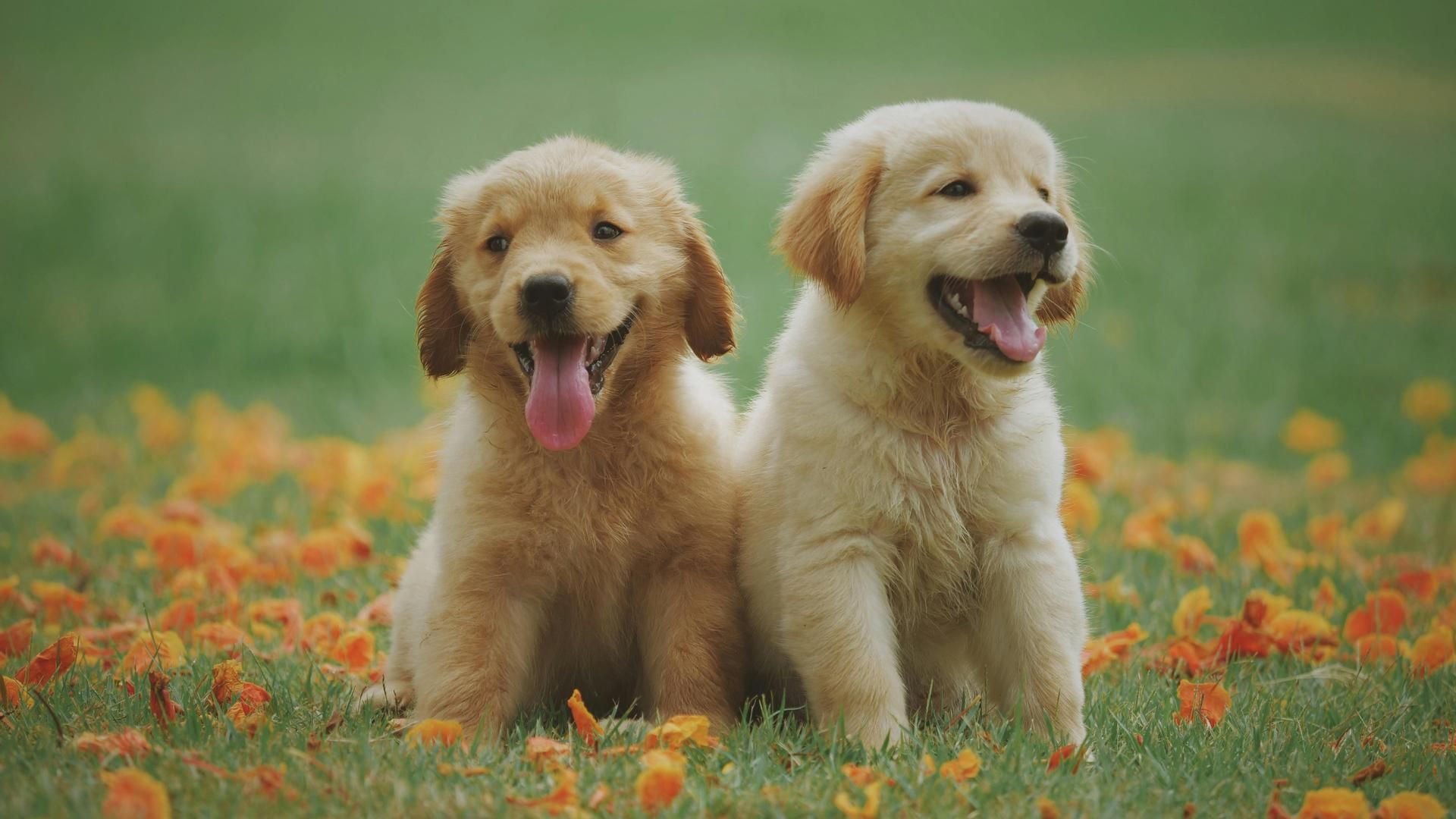 Perros