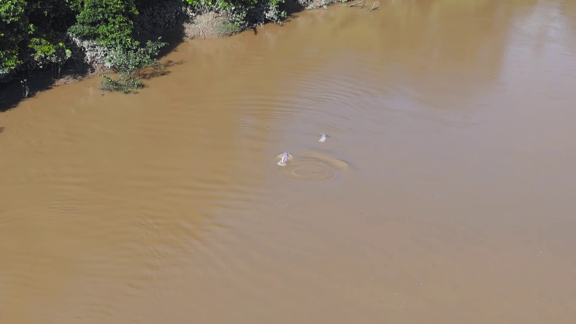 Un final inesperado para Kike Calleja: avistan una familia de delfines rosados en el Amazonas