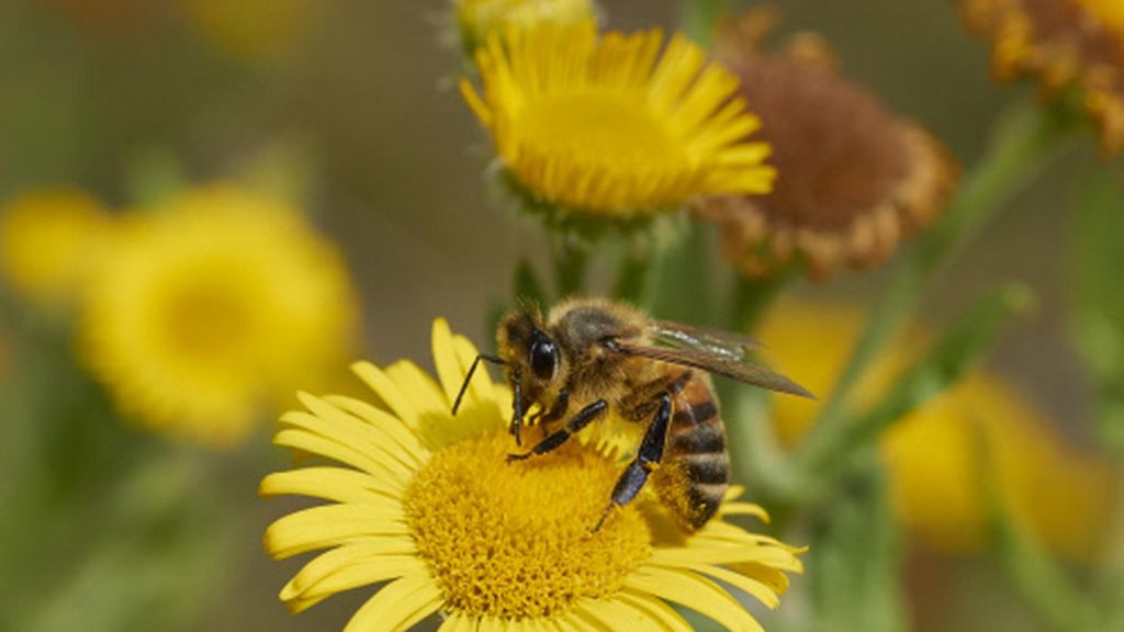 Masiva protesta en Francia contra la legalización de un pesticida que mata a las abejas