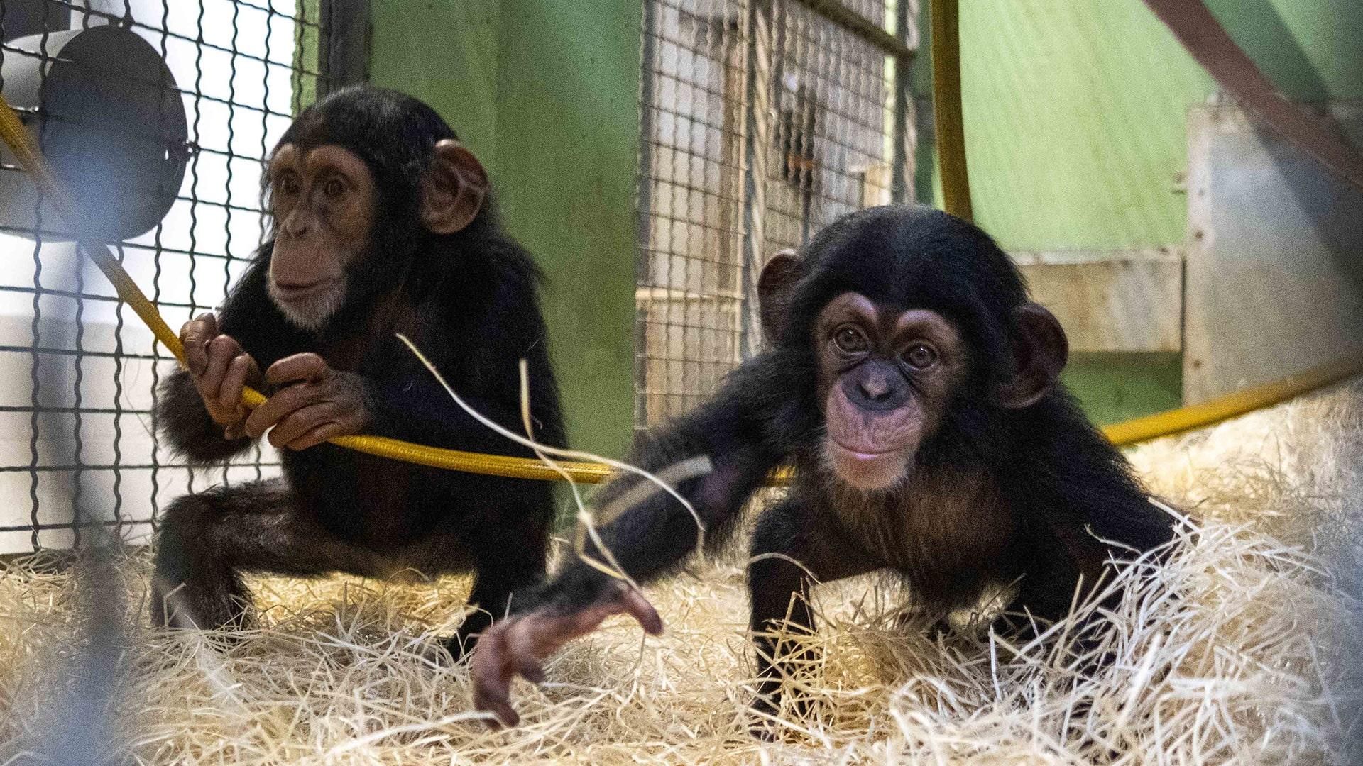 Ekon, el chimpance criado con biberón en Bioparc Valencia, ya convive con su hermana y su tía