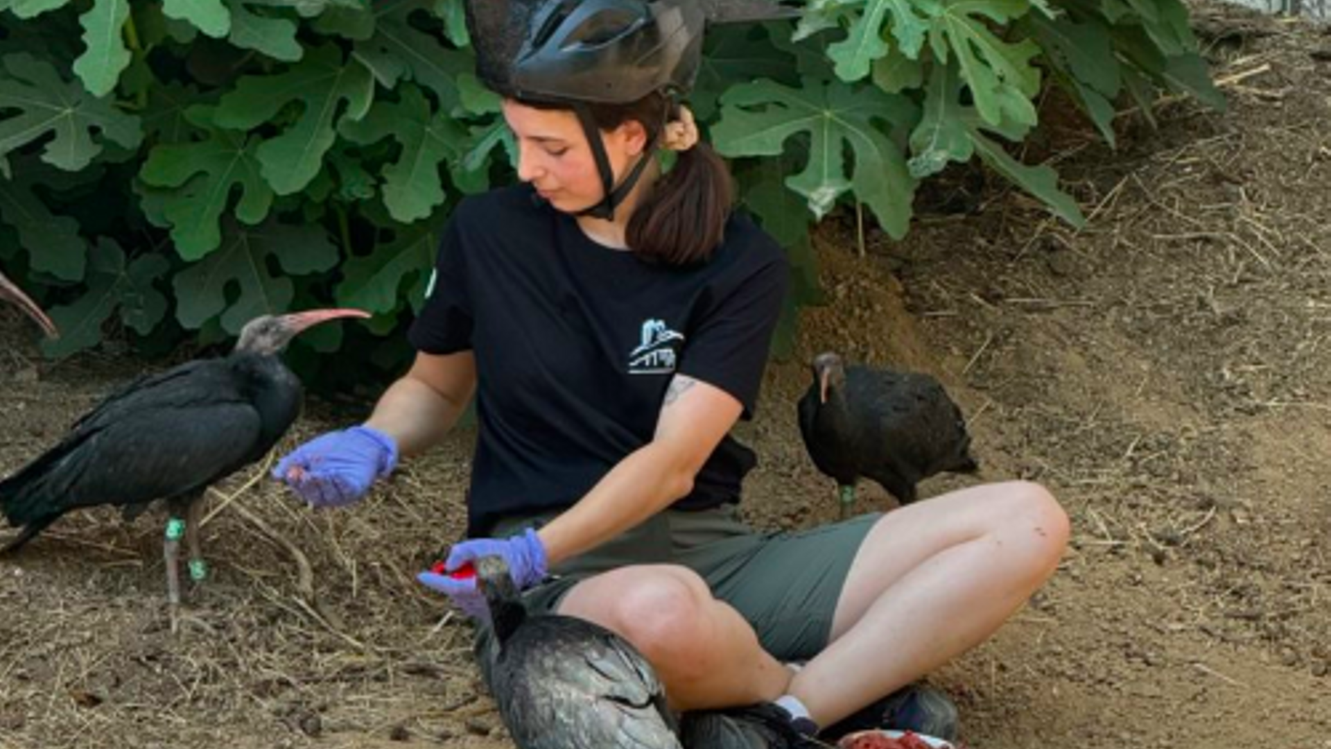 La reintroducción del ibis eremita en los humelades del Empordà: una veintena de aves buscan padrino