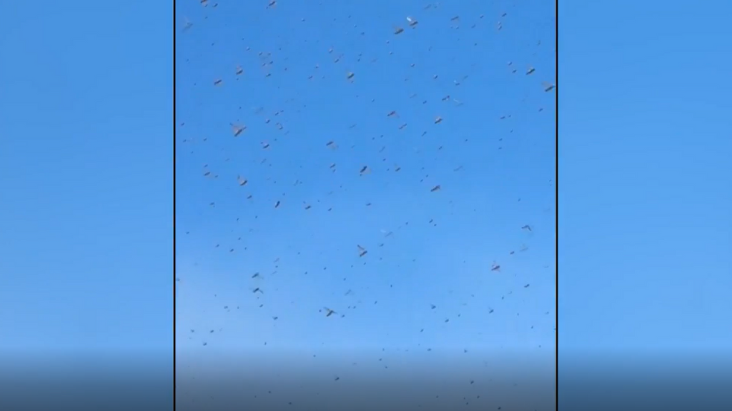 Las langostas son capaces de volar durante varios kilómetros, lo que les permite desplazarse a zonas alejadas