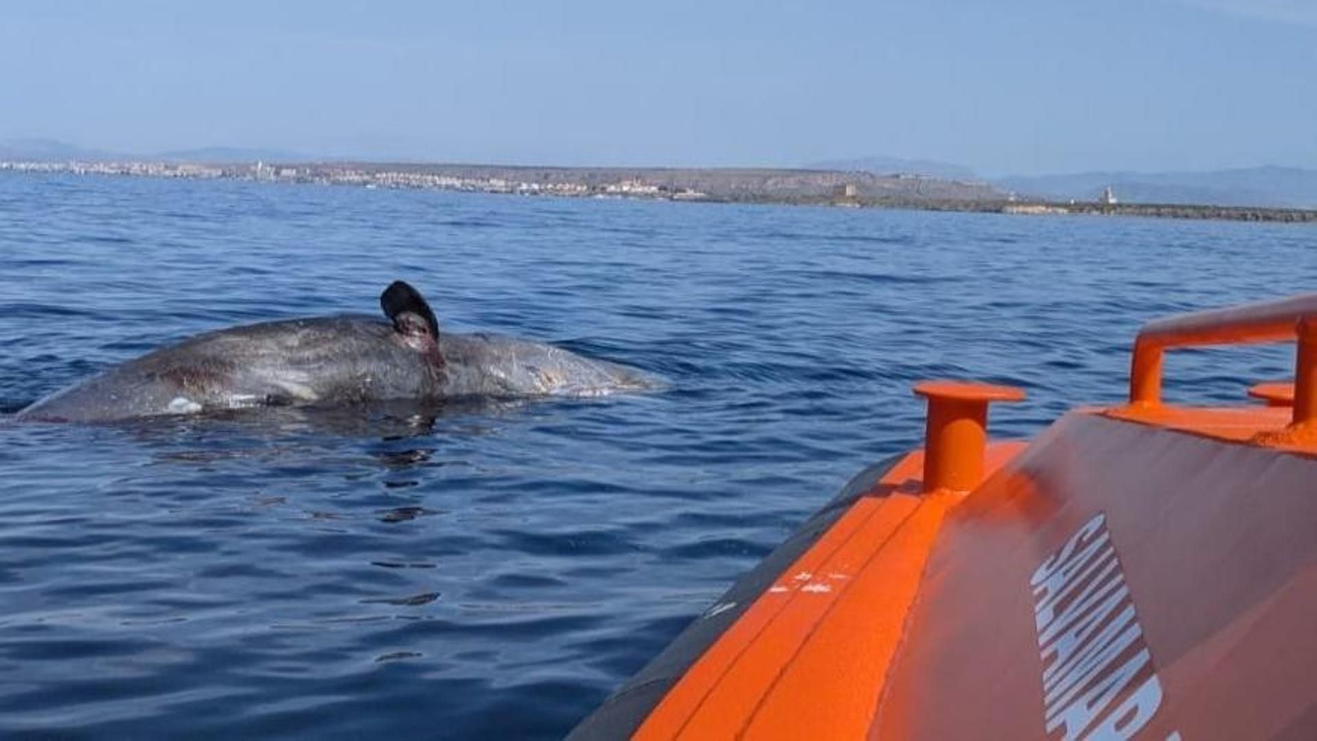 Rescatan en Gipuzkoa a dos tripulantes de un velero francés a la deriva tras un encuentro con orcas
