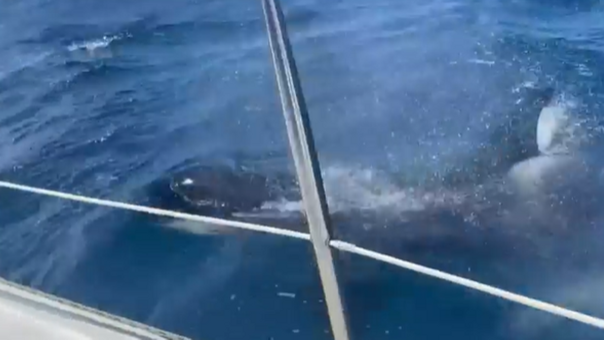 La confesión de los dos tripulantes del velero mientras les atacaban las orcas en Guipúzcoa: "Vi que iban a seguir y pedimos el rescate"
